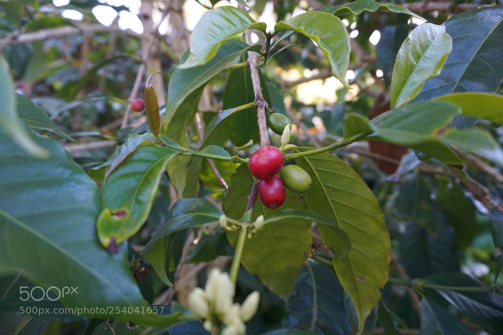 Sony a6000 sample photo. Coffee beans photography
