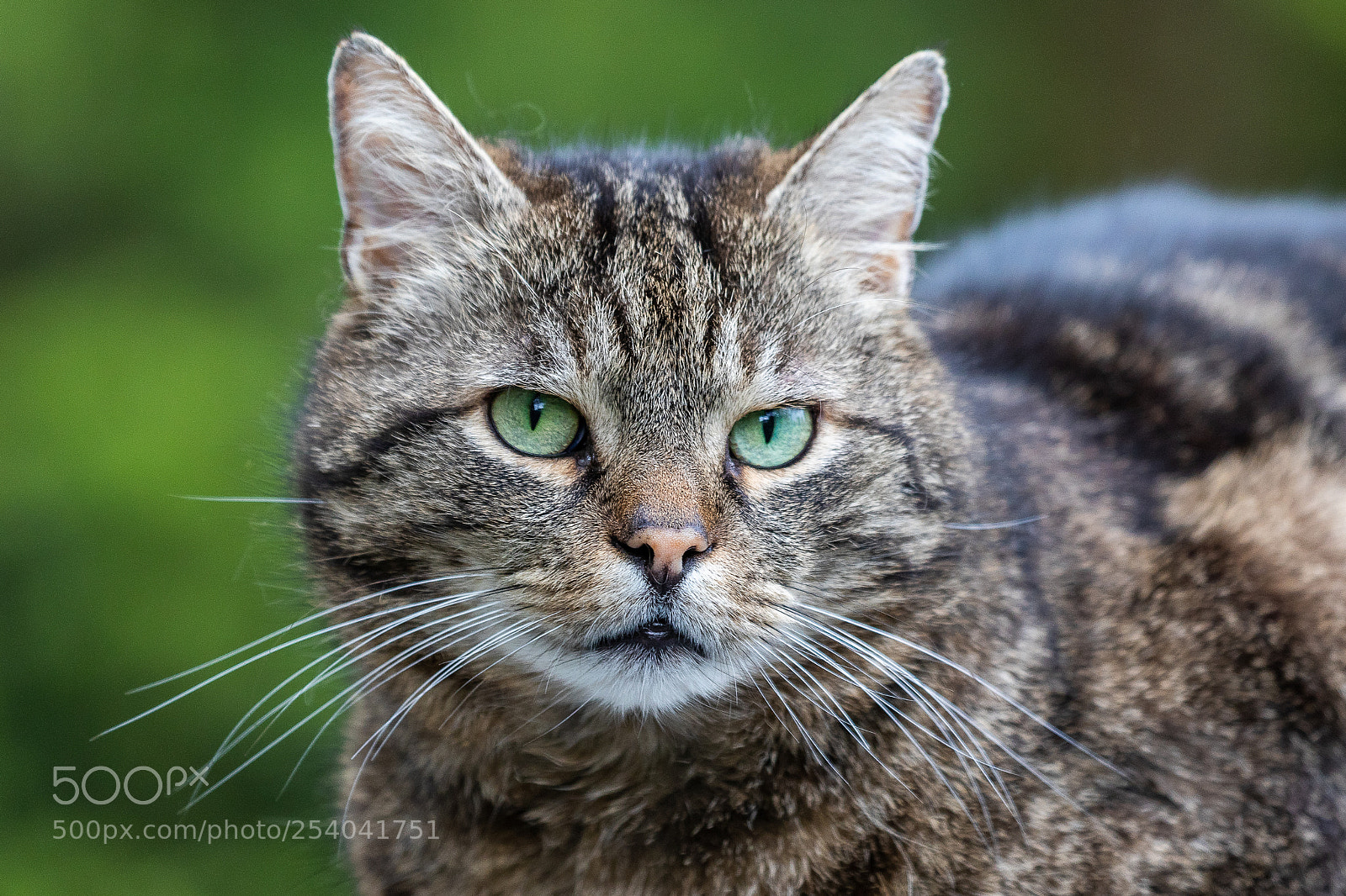 Canon EOS 5D Mark IV sample photo. Leo photography