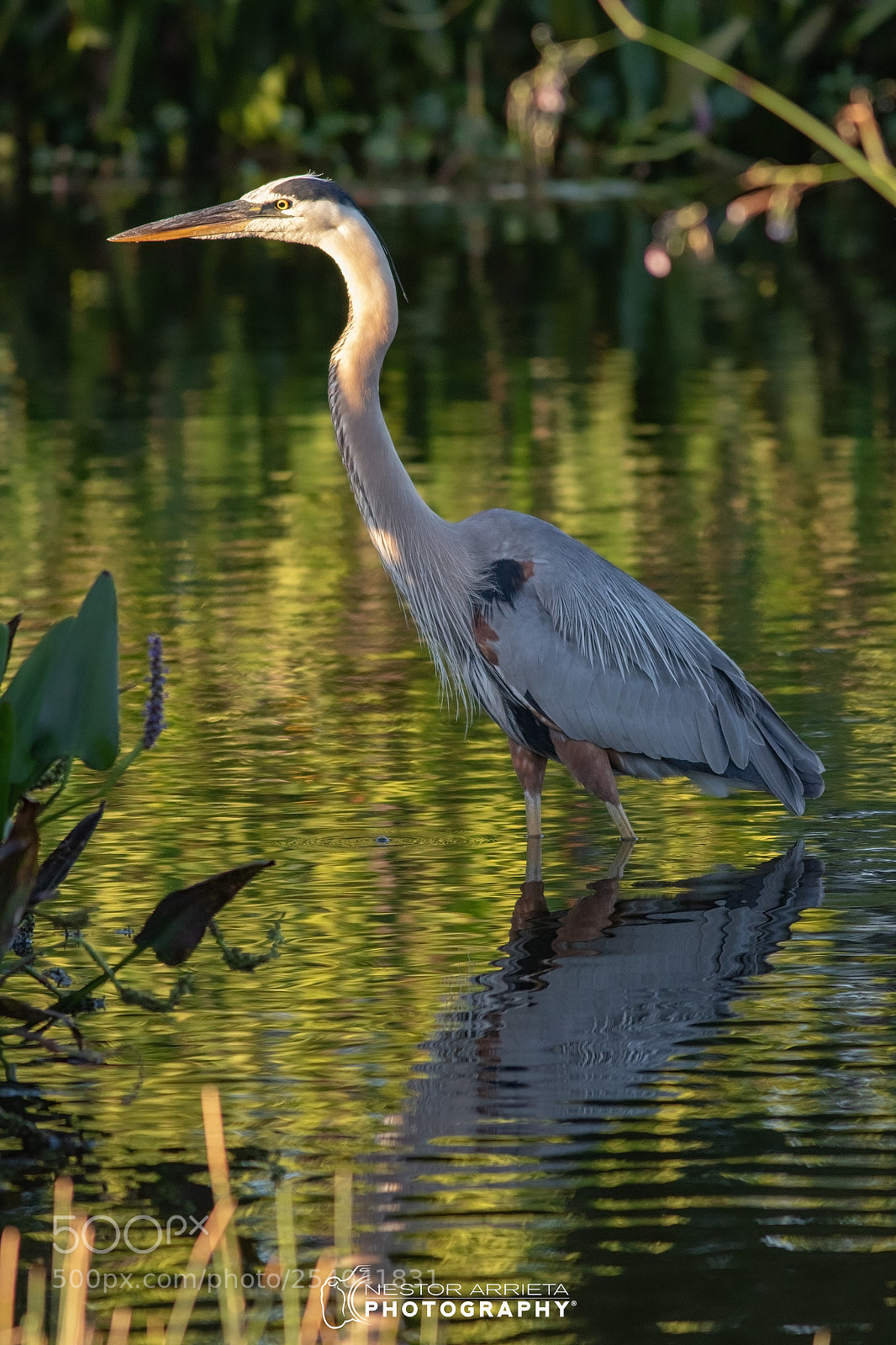 Canon EOS 7D Mark II sample photo. Great blue at sunset photography