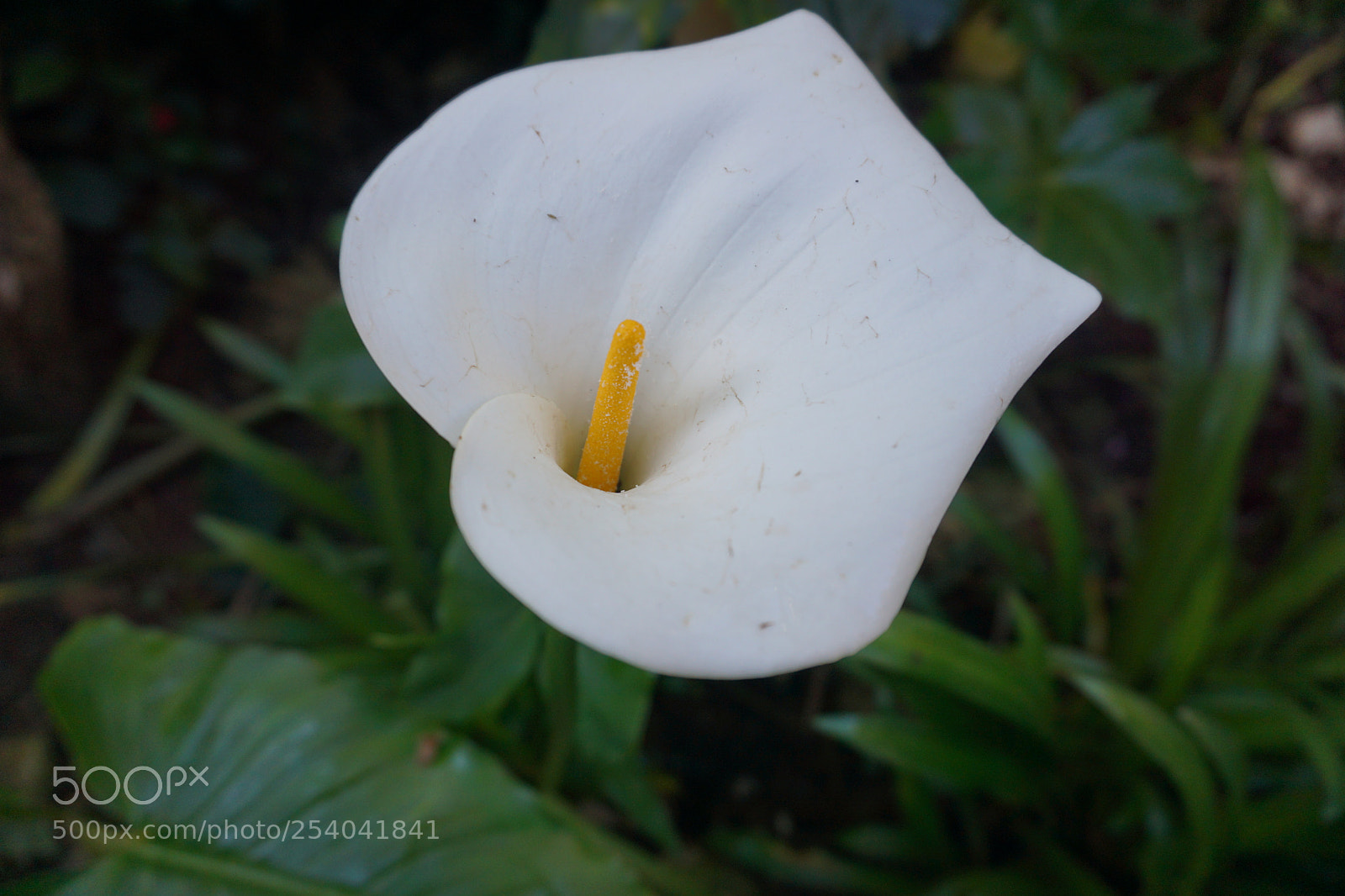 Sony a6000 sample photo. Dsc photography