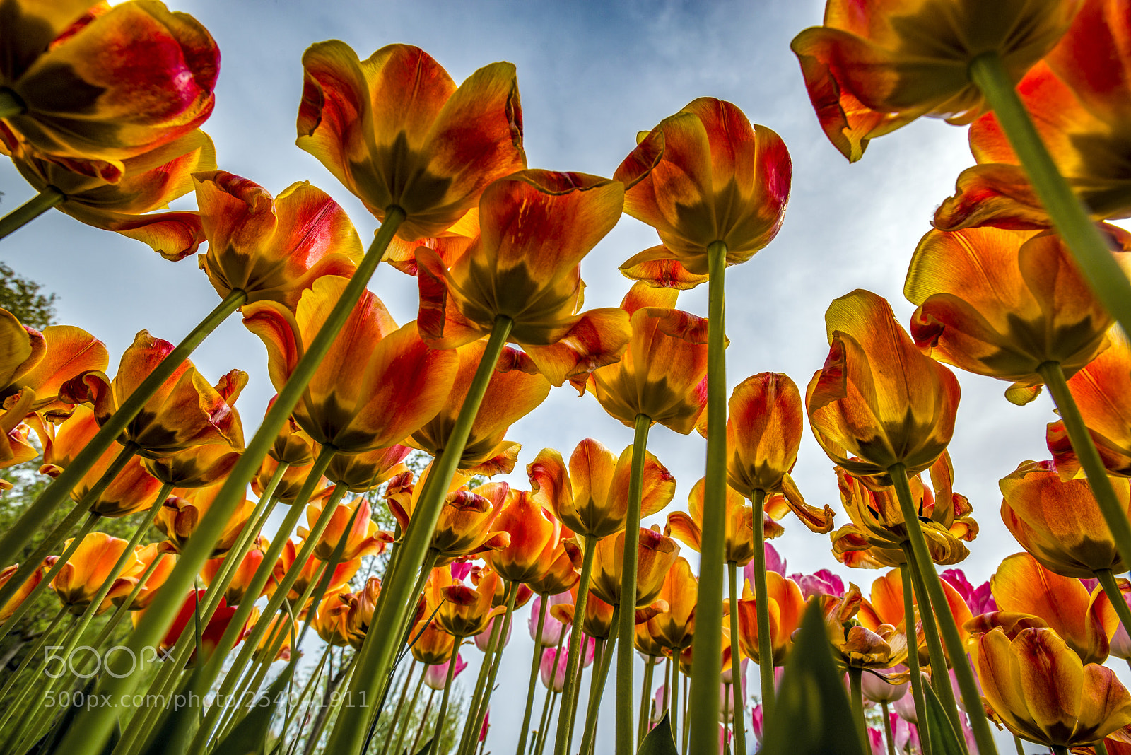 Nikon D800E sample photo. Tulip photography