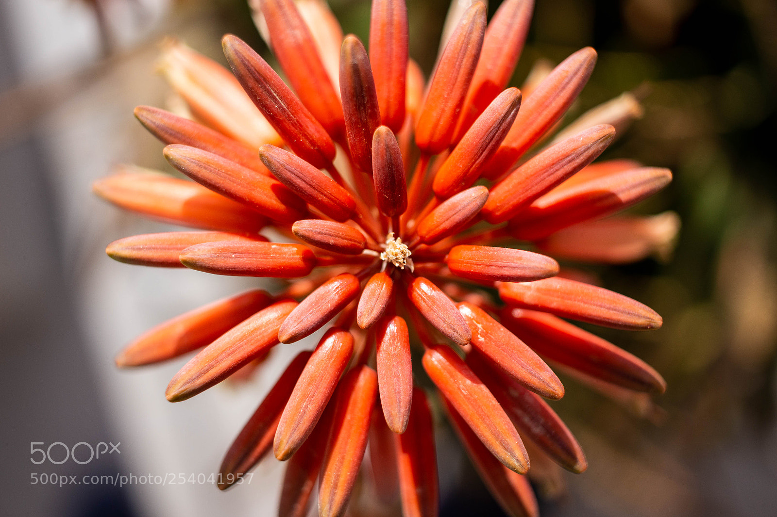 Canon EOS 100D (EOS Rebel SL1 / EOS Kiss X7) sample photo. Aloe flower photography