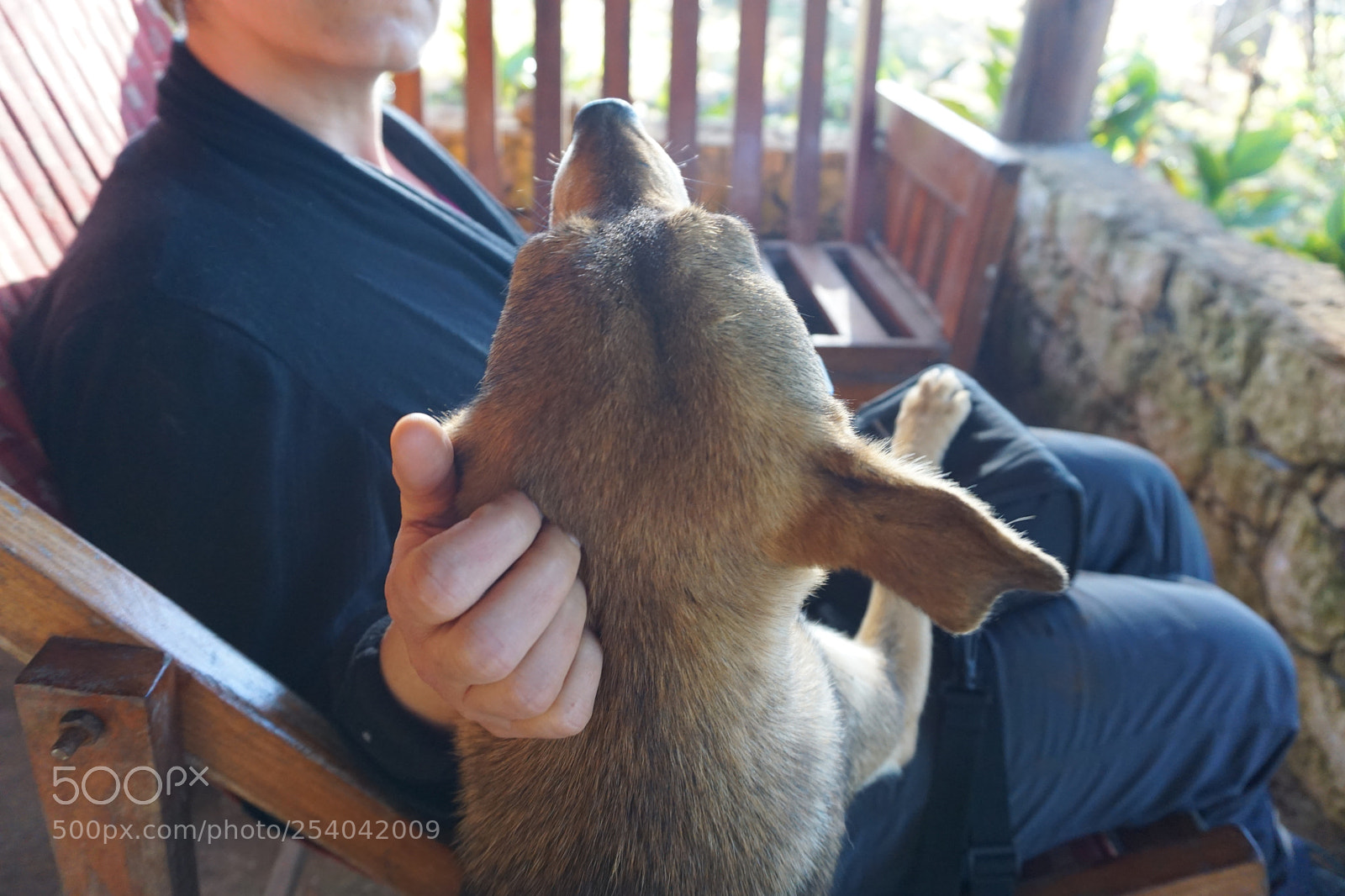 Sony a6000 sample photo. Man's best friend photography