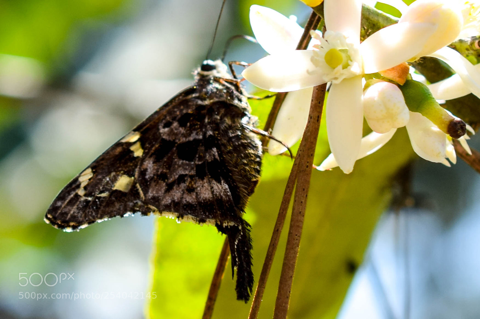 Nikon D5300 sample photo. Sitio photography