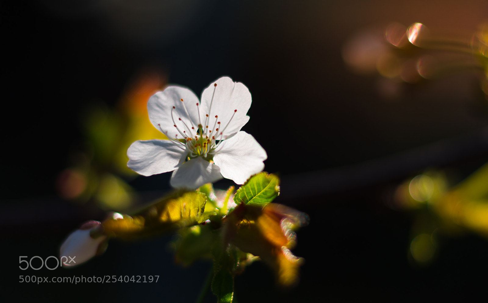Nikon D7200 sample photo. Cherry blossom in the photography