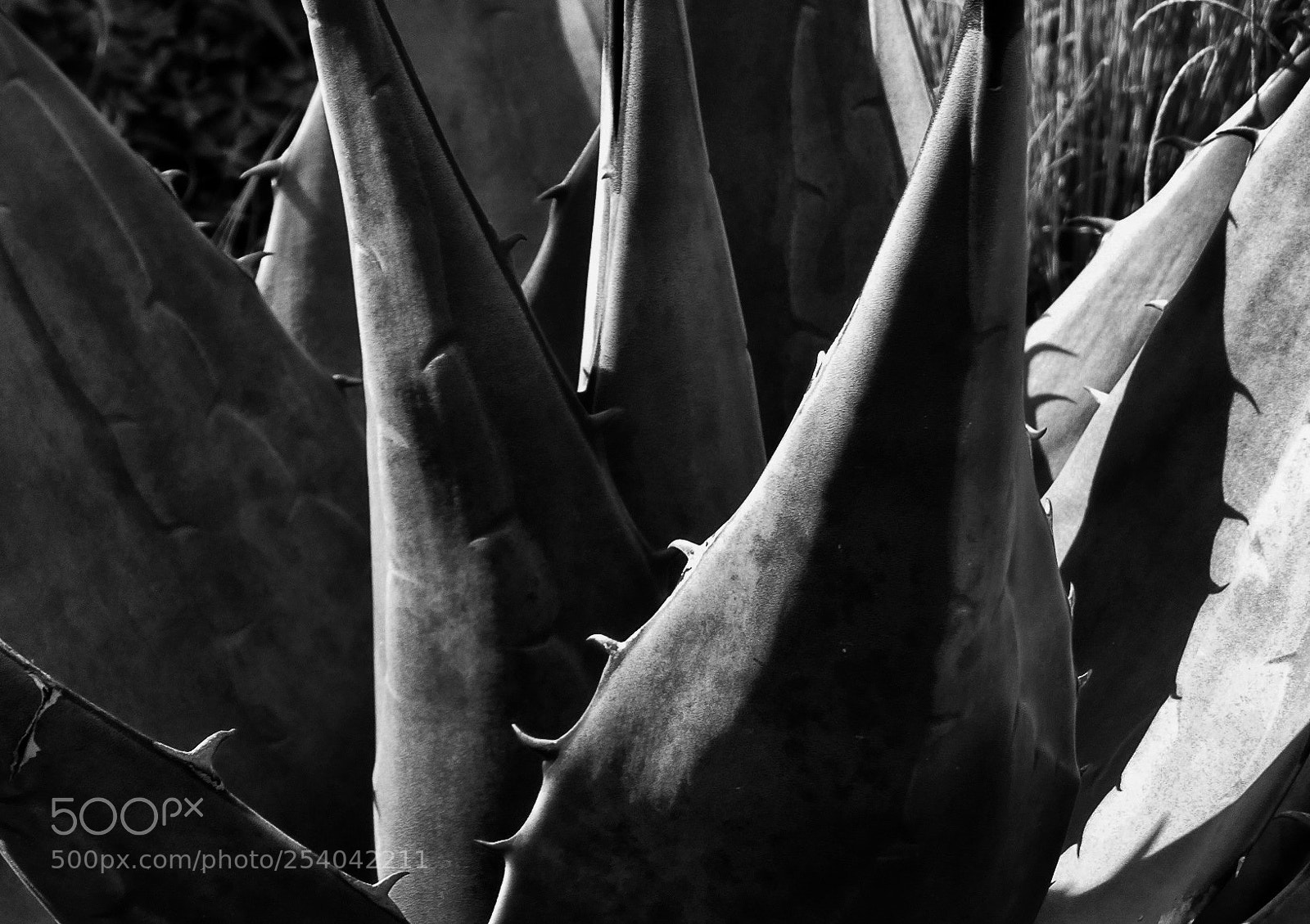 Panasonic Lumix DMC-ZS25 (Lumix DMC-TZ35) sample photo. Agave photography