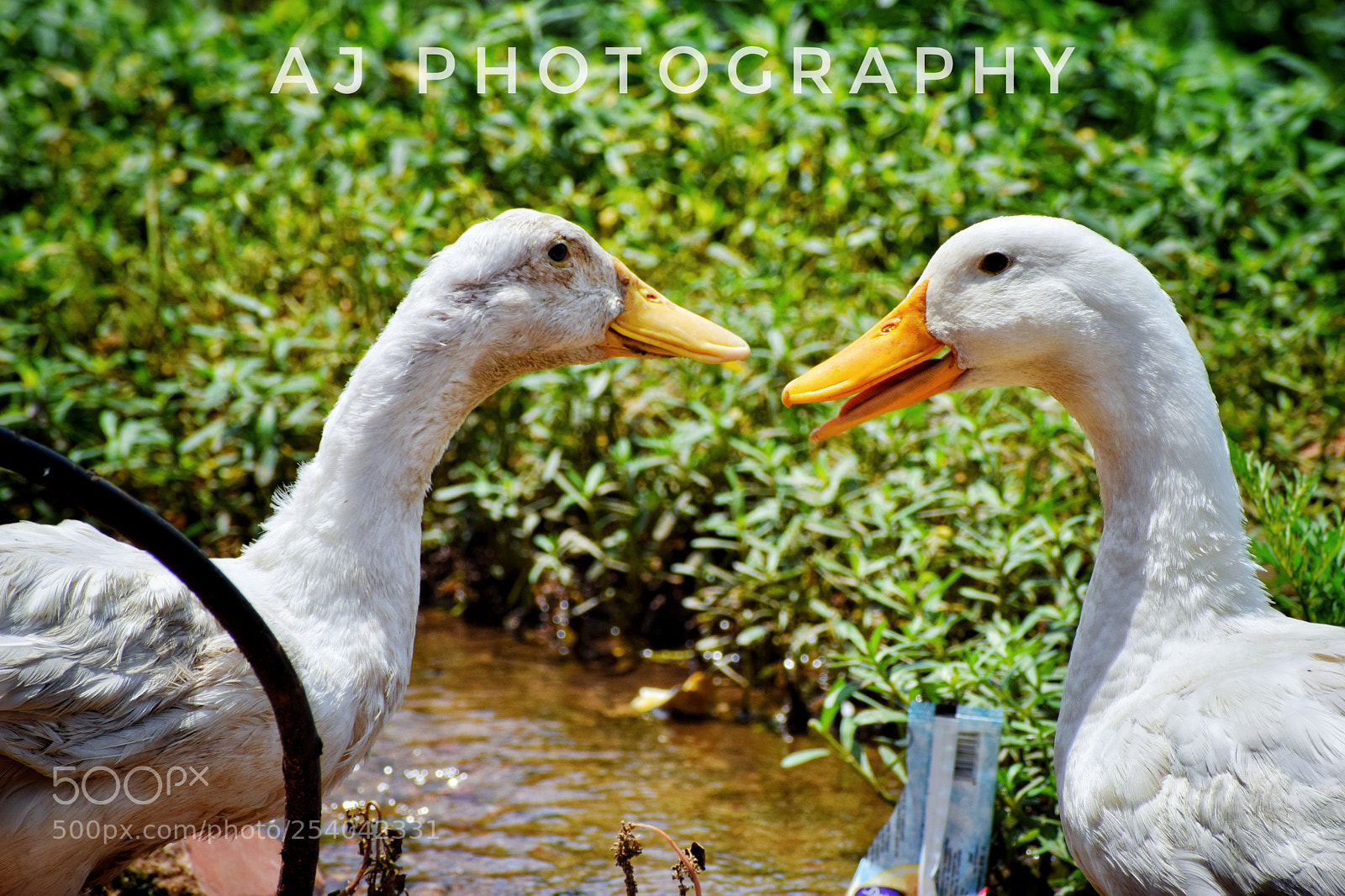 Nikon D5300 sample photo. Ducks need to talk photography