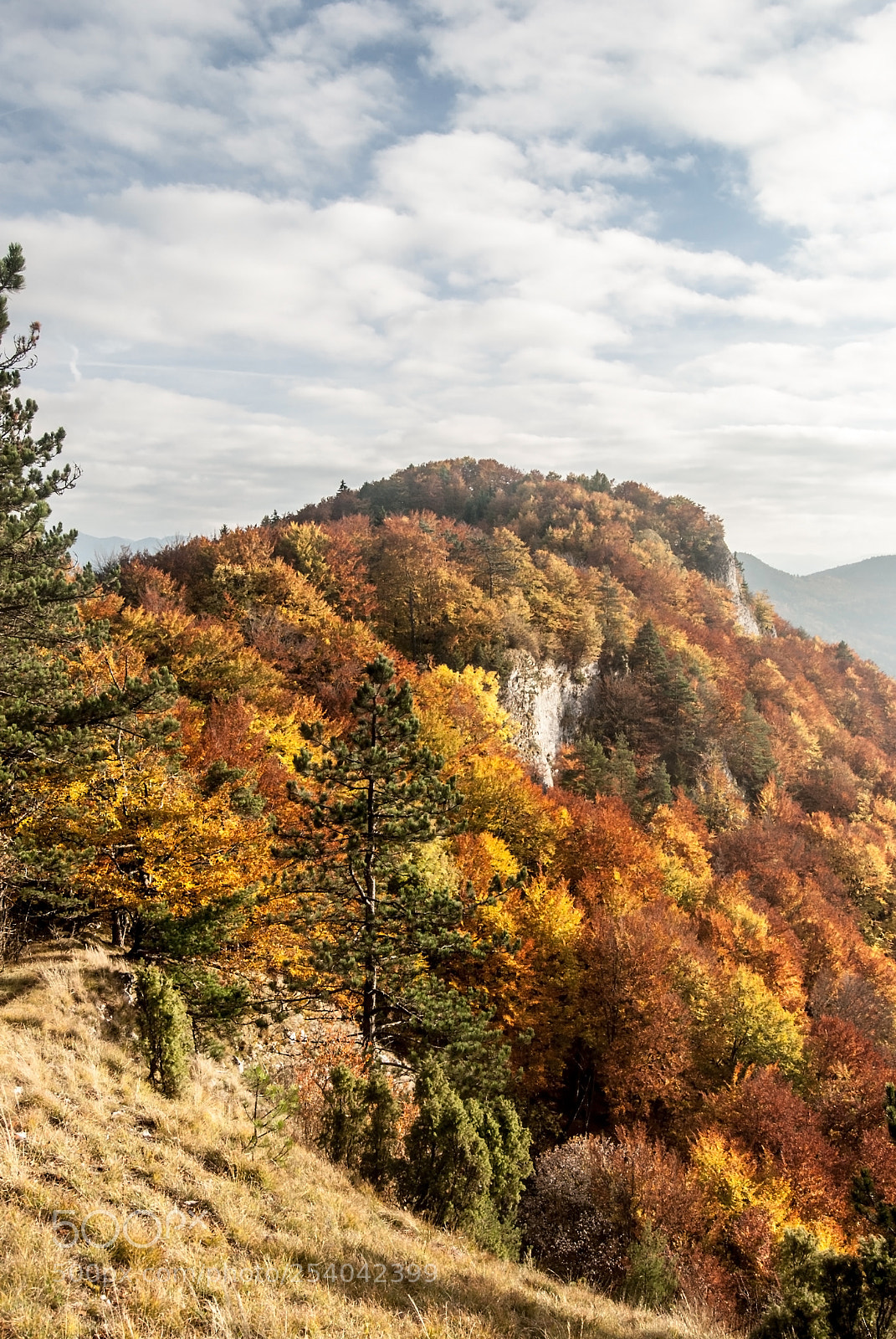 Nikon D60 sample photo. Colorful autumn forest with photography