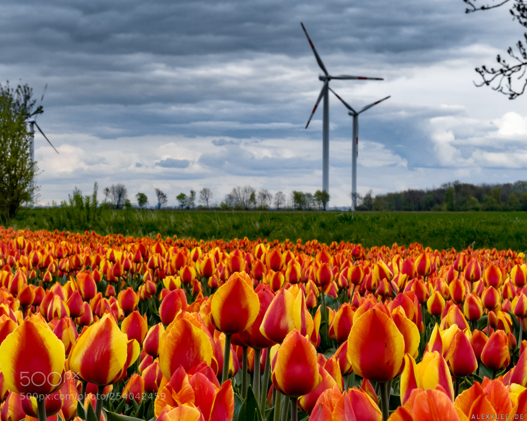 Canon EOS 7D Mark II sample photo. Another tulip timelapse (instagram) photography