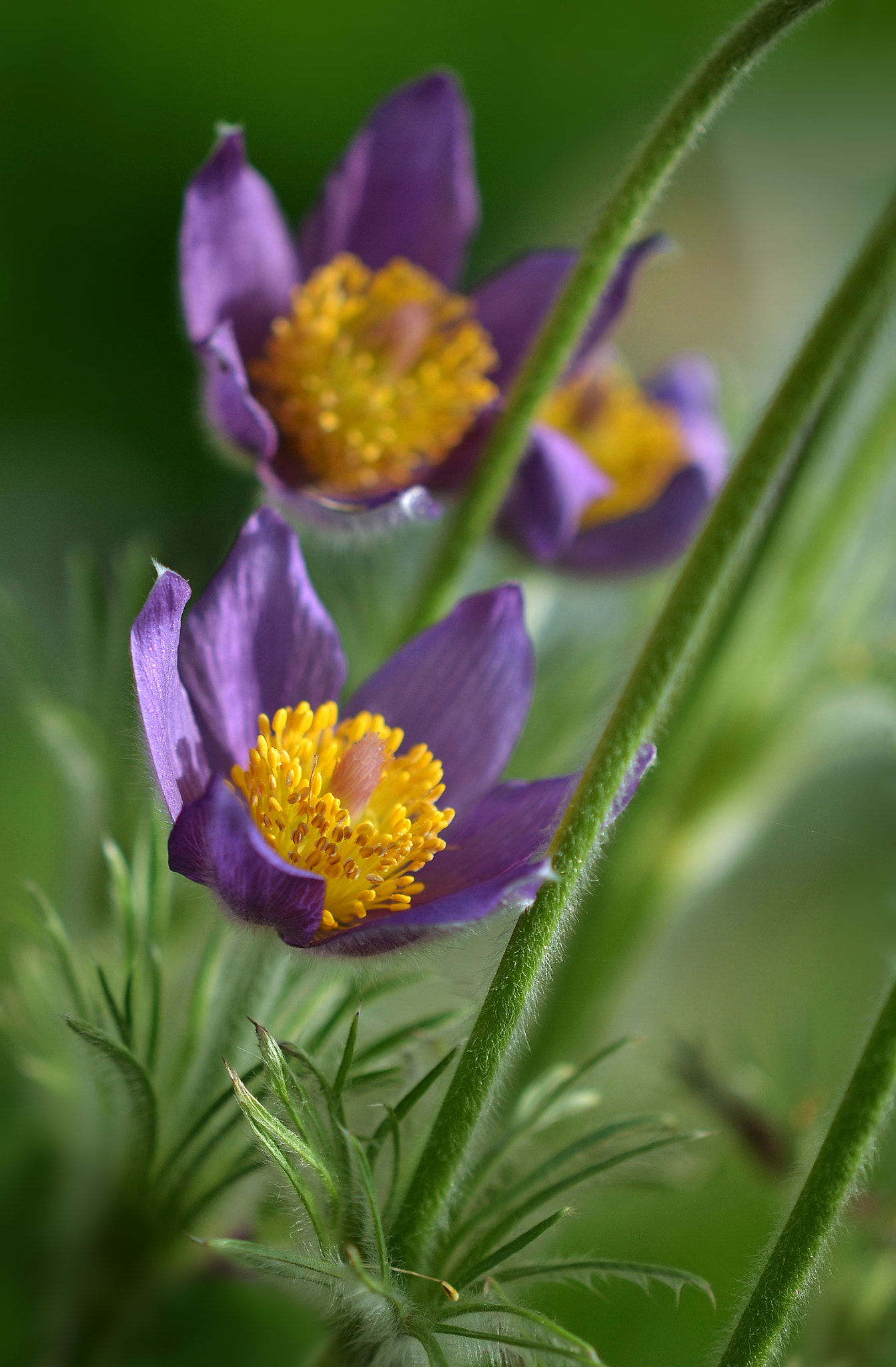 Nikon AF-S DX Micro-Nikkor 85mm F3.5G ED VR sample photo. Pulsatilla vulgaris photography