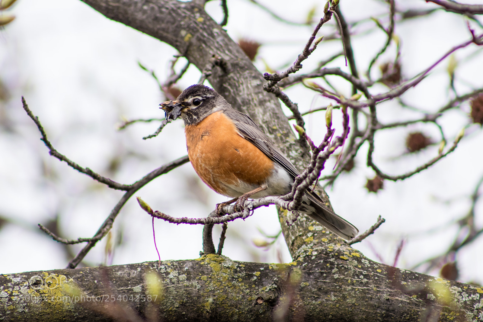 Canon EOS 77D (EOS 9000D / EOS 770D) sample photo. The robin photography