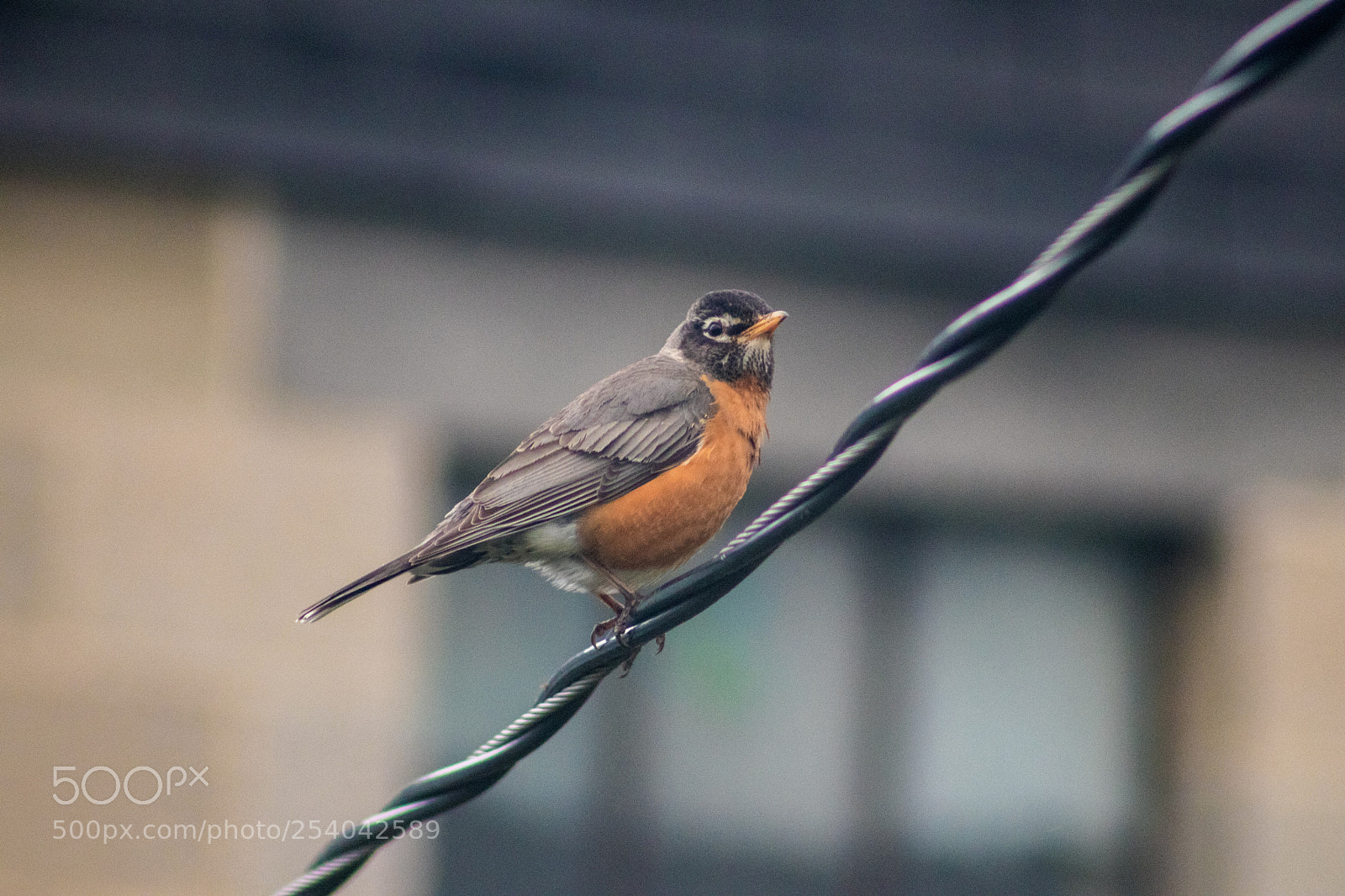Canon EOS 77D (EOS 9000D / EOS 770D) sample photo. The robin photography