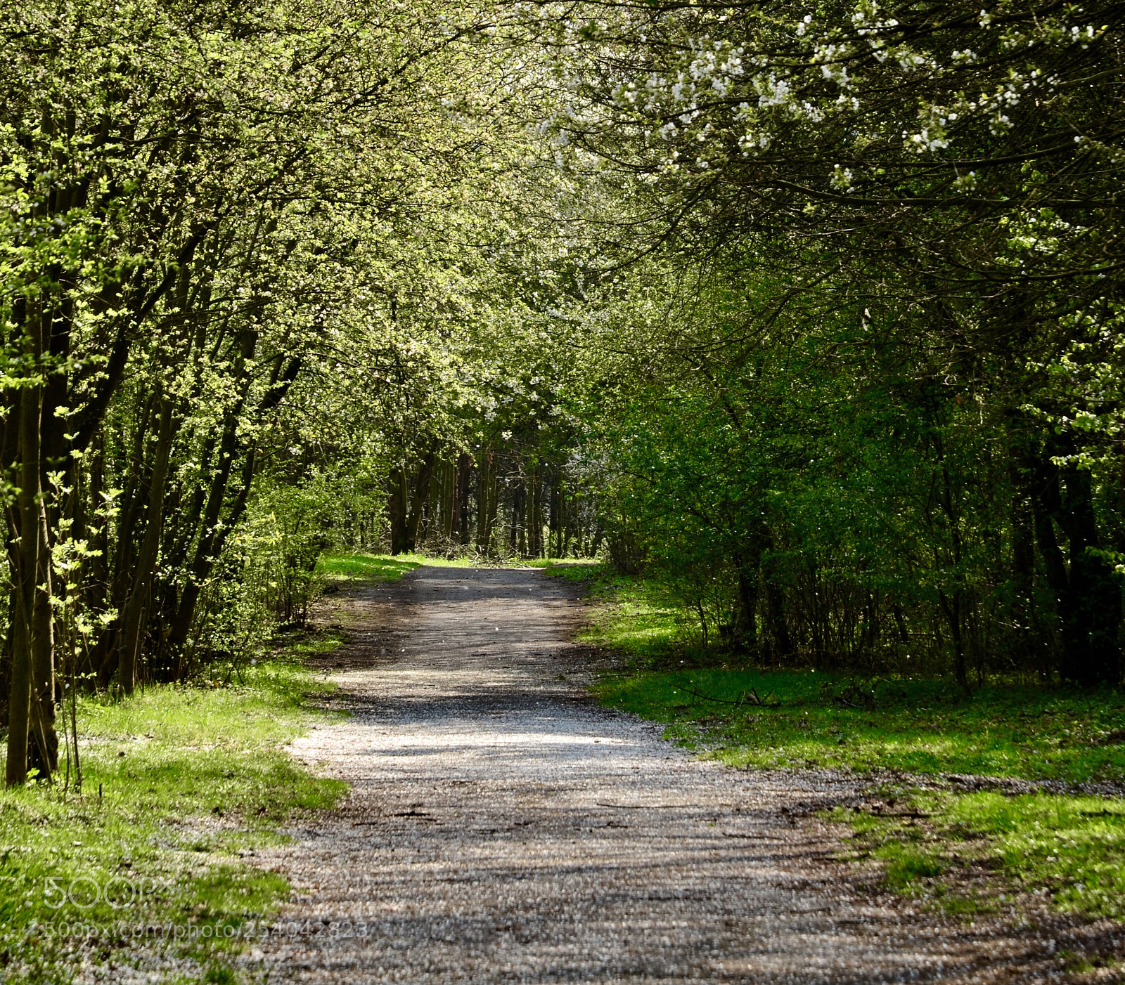 Nikon D5100 sample photo. Green way photography