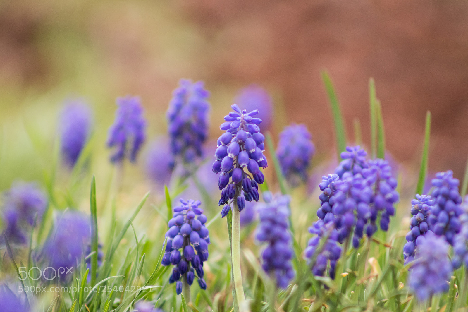 Canon EOS 77D (EOS 9000D / EOS 770D) sample photo. Spring 2018 photography