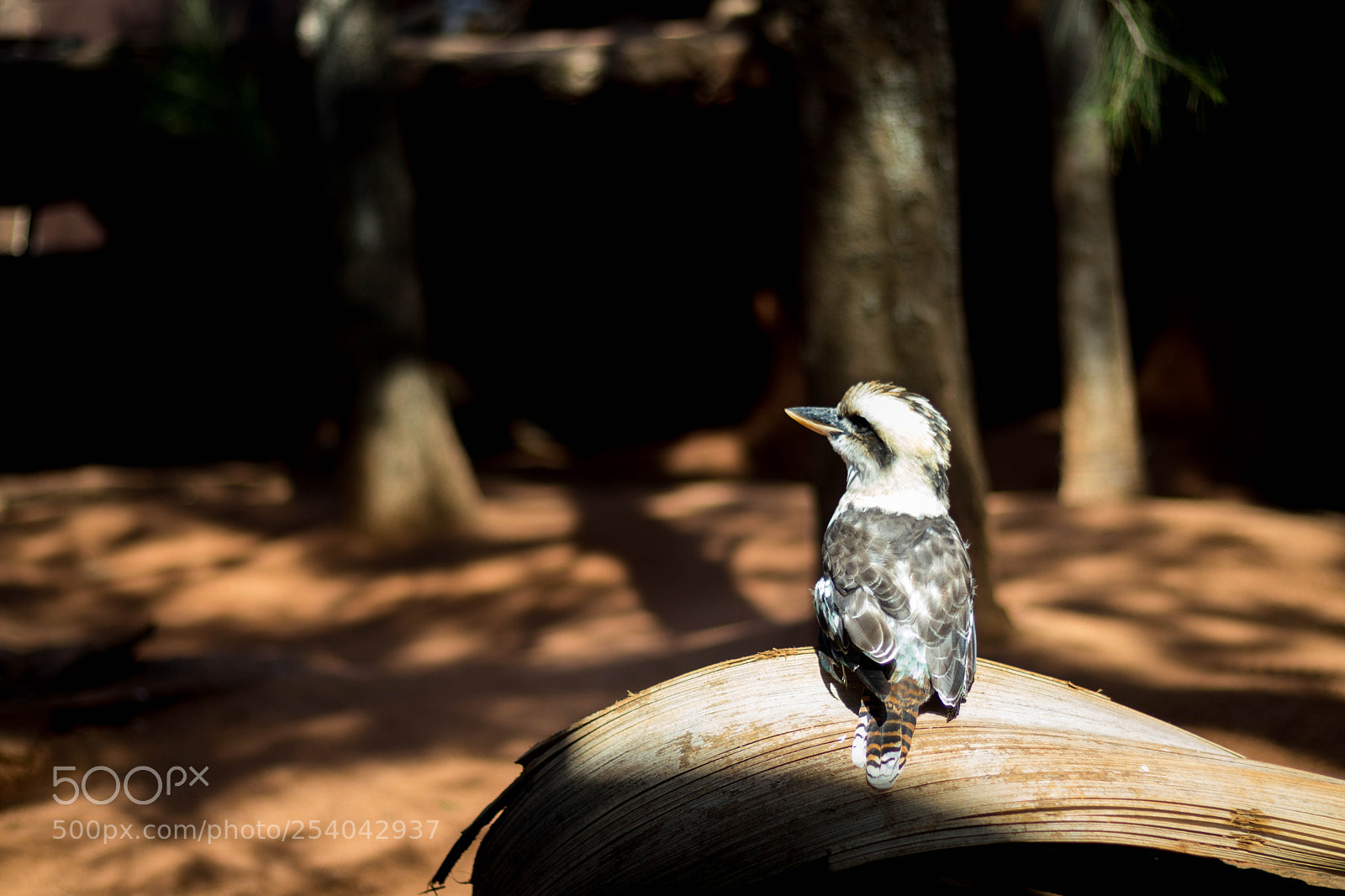 Canon EOS 800D (EOS Rebel T7i / EOS Kiss X9i) sample photo. A sensitive bird photography