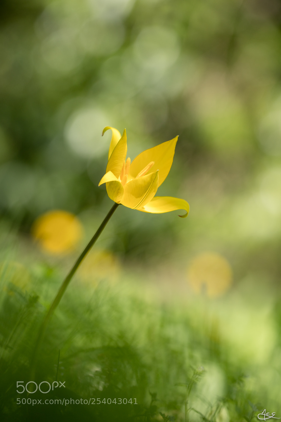 Canon EOS 6D Mark II sample photo. Tulipe sauvage photography