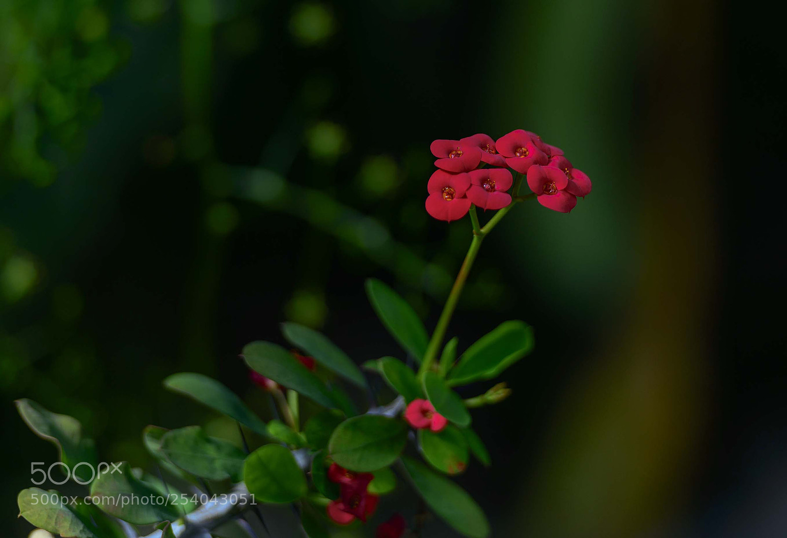 Nikon D800 sample photo. Red-green photography