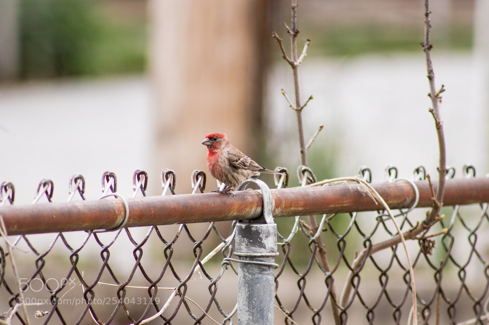 Canon EOS 77D (EOS 9000D / EOS 770D) sample photo. The finch photography