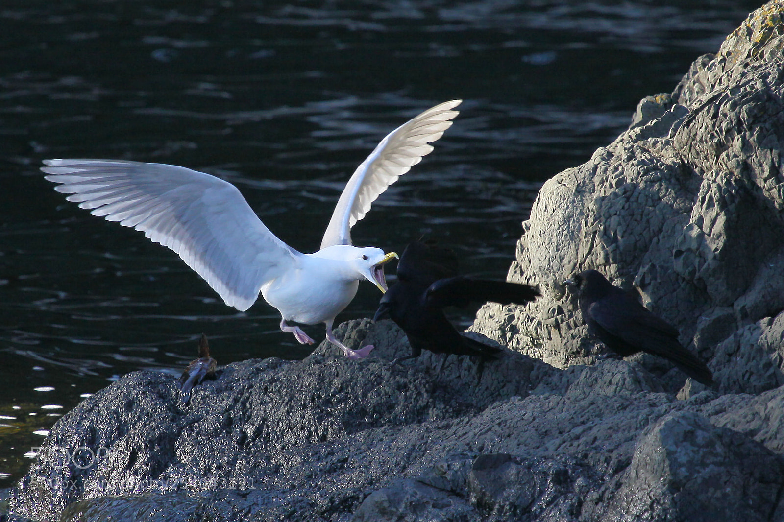 Canon EOS 50D sample photo. 443.jpg photography