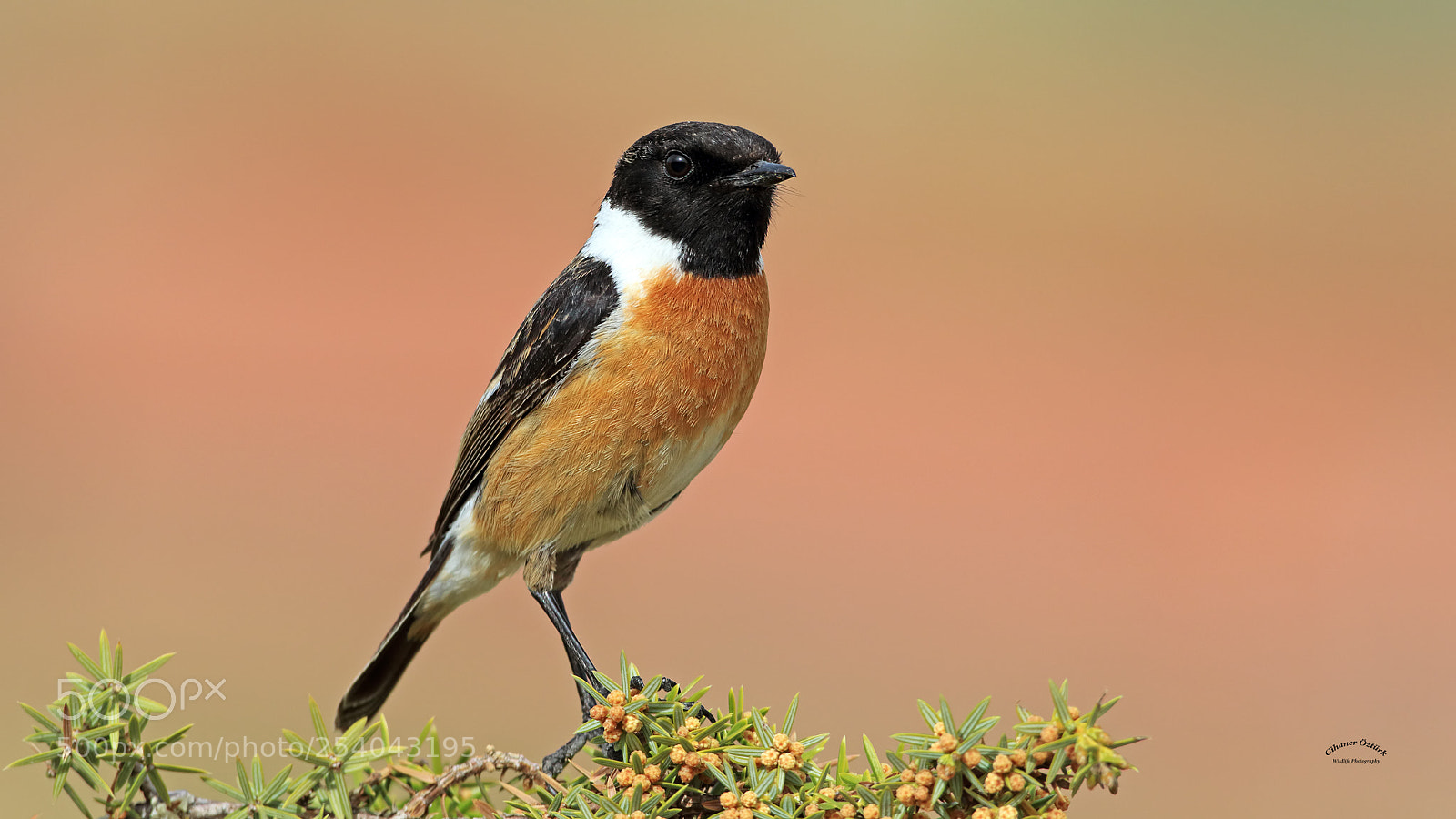 Canon EOS 7D Mark II sample photo. European stonechat photography