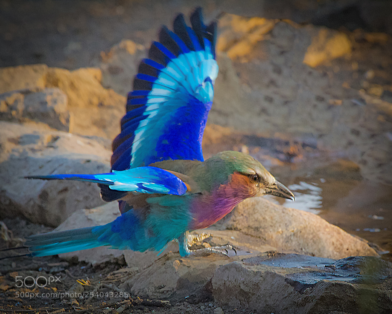 Canon EOS 7D sample photo. Roller 251 photography