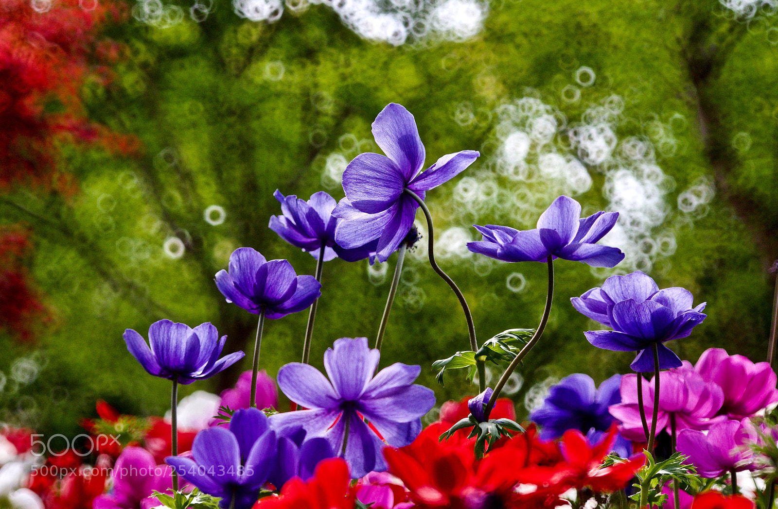 Nikon D610 sample photo. Purple flies photography