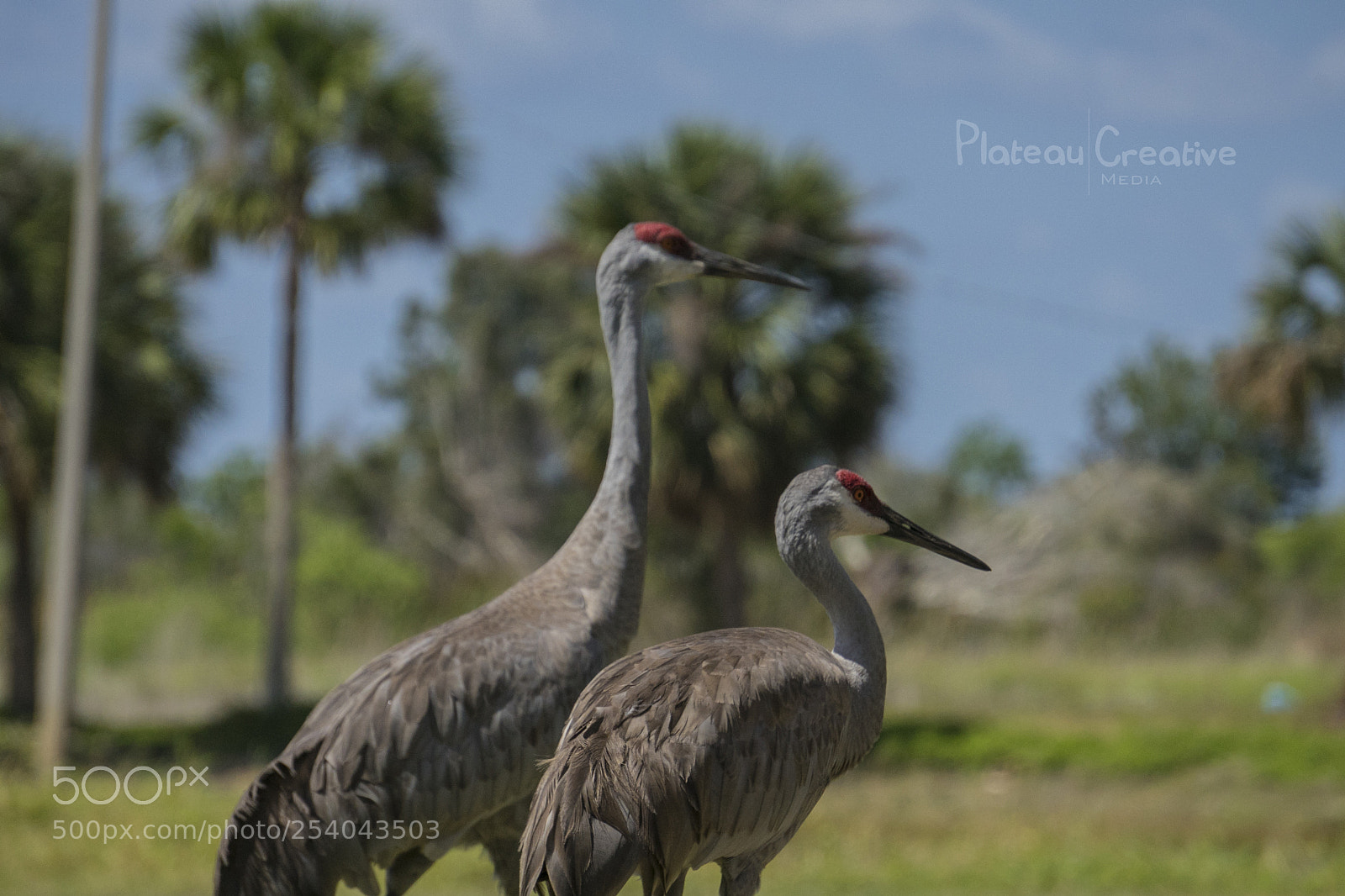 Sony a7 II sample photo. Birds of a feather photography
