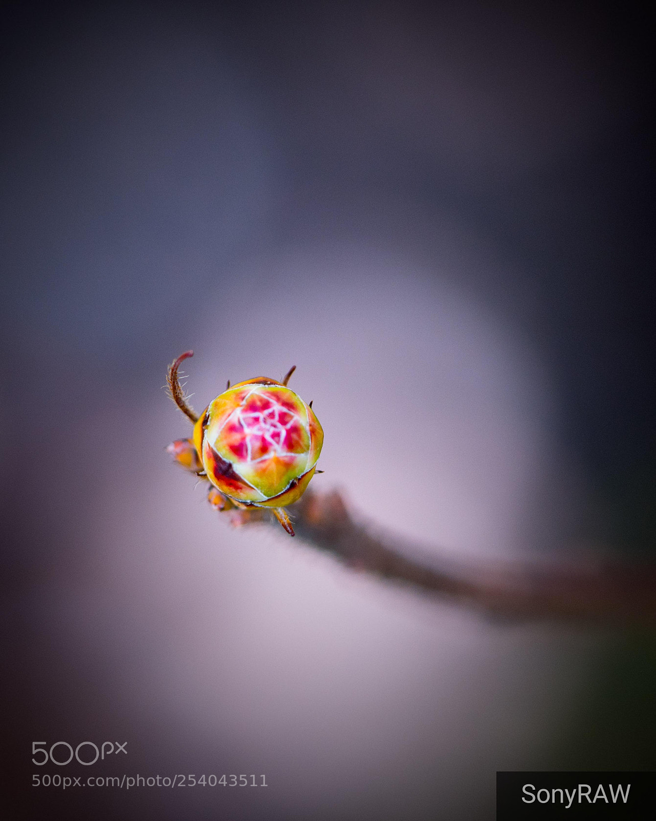 Sony a6500 sample photo. Bud photography