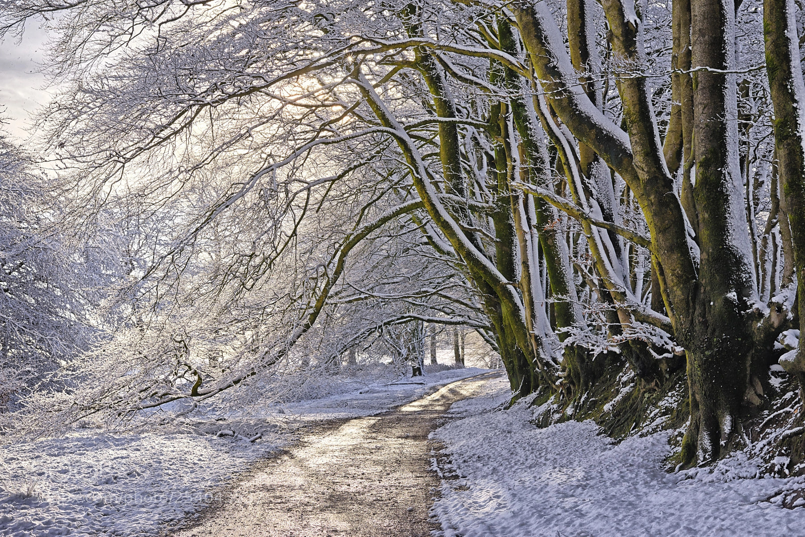 Nikon D800 sample photo. Snowy way photography