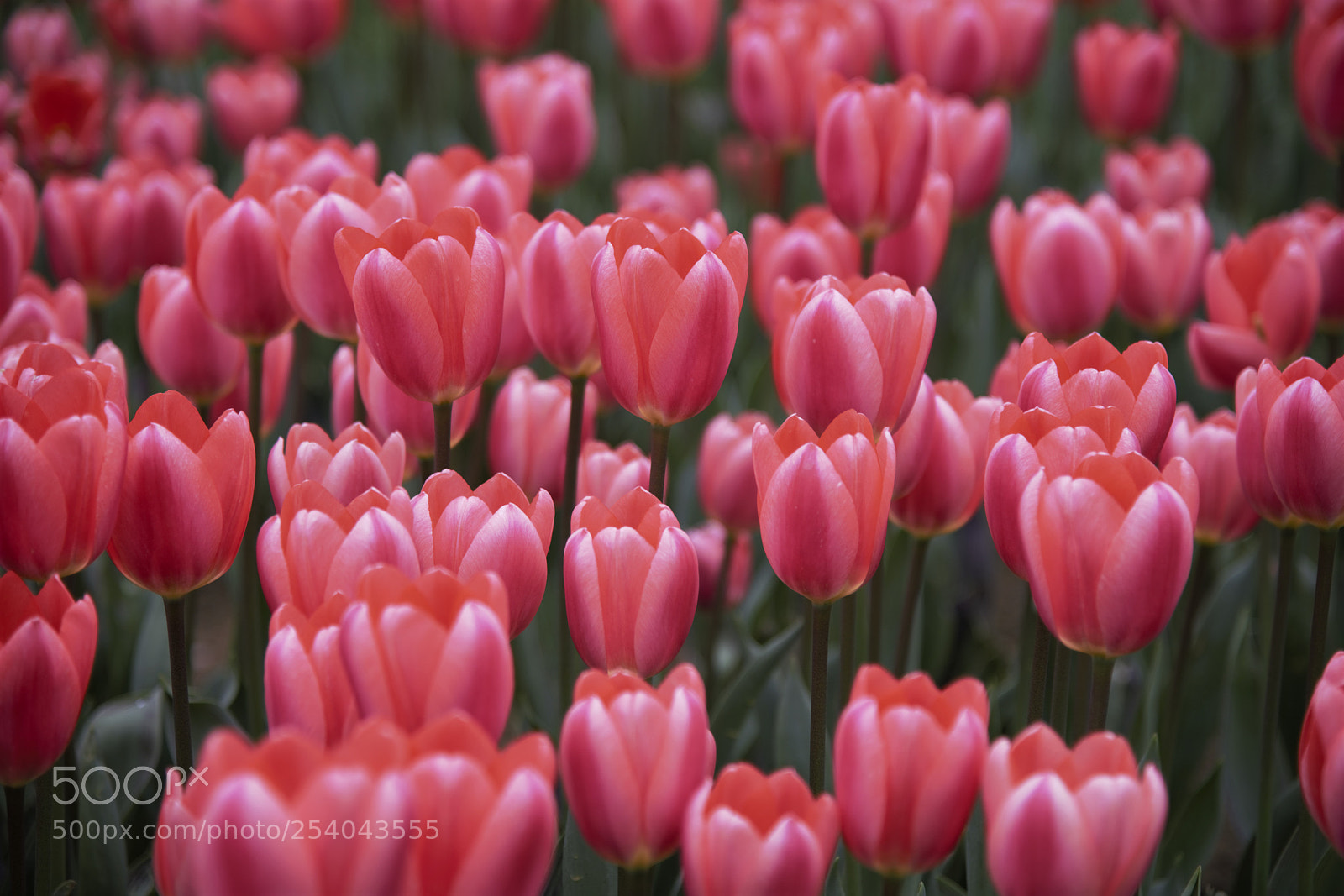 Nikon D810 sample photo. Sea of tulips photography