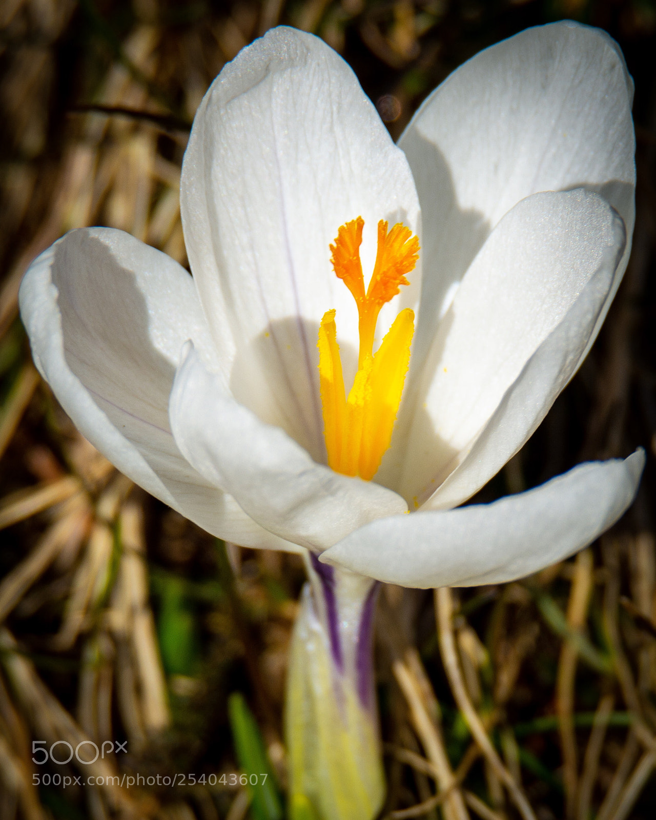 Nikon D7200 sample photo. April flame photography