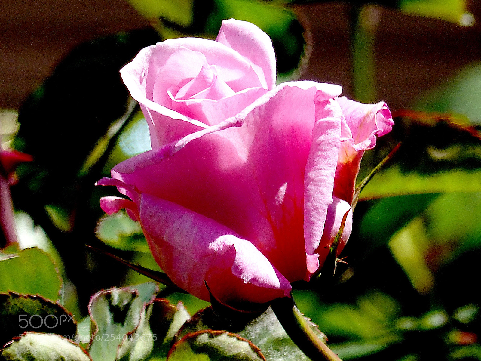Panasonic Lumix DMC-FZ200 sample photo. April rose photography