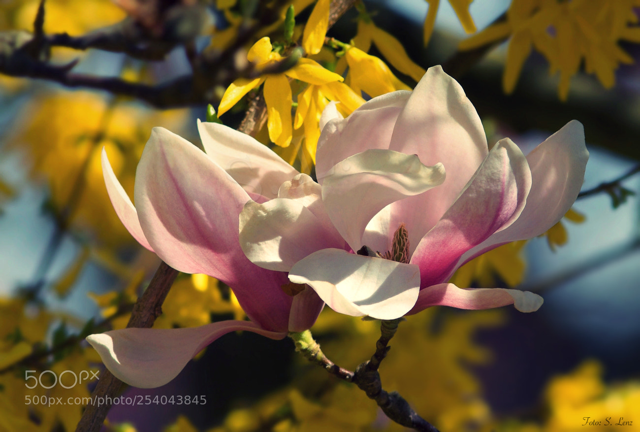 Canon EOS 650D (EOS Rebel T4i / EOS Kiss X6i) sample photo. Magnolia with forsythia background photography