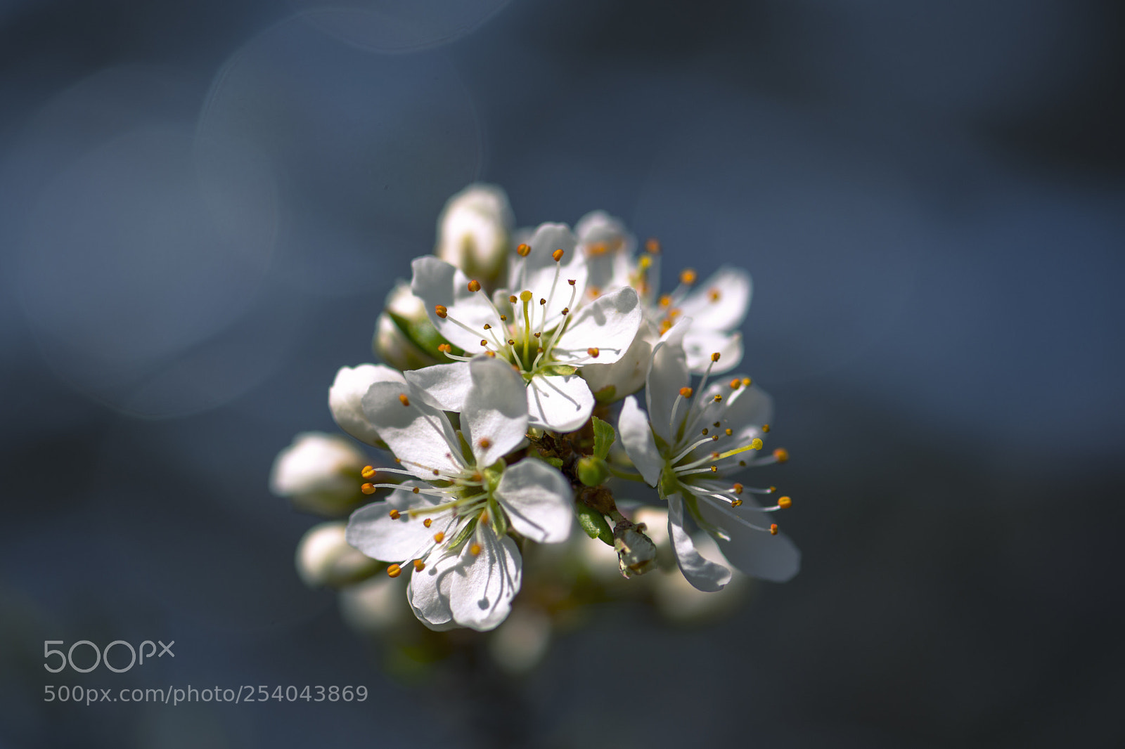 Nikon D7200 sample photo. Hawthorn flower photography