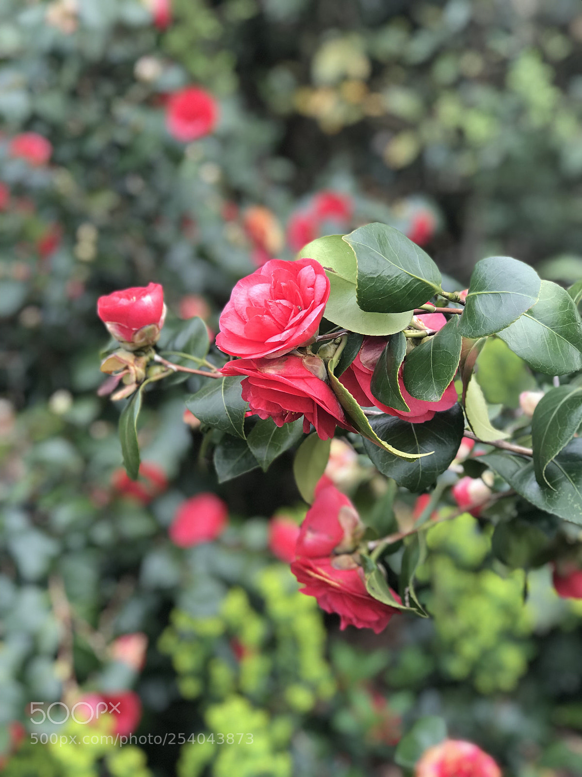 Apple iPhone 7 Plus sample photo. Untitled photography