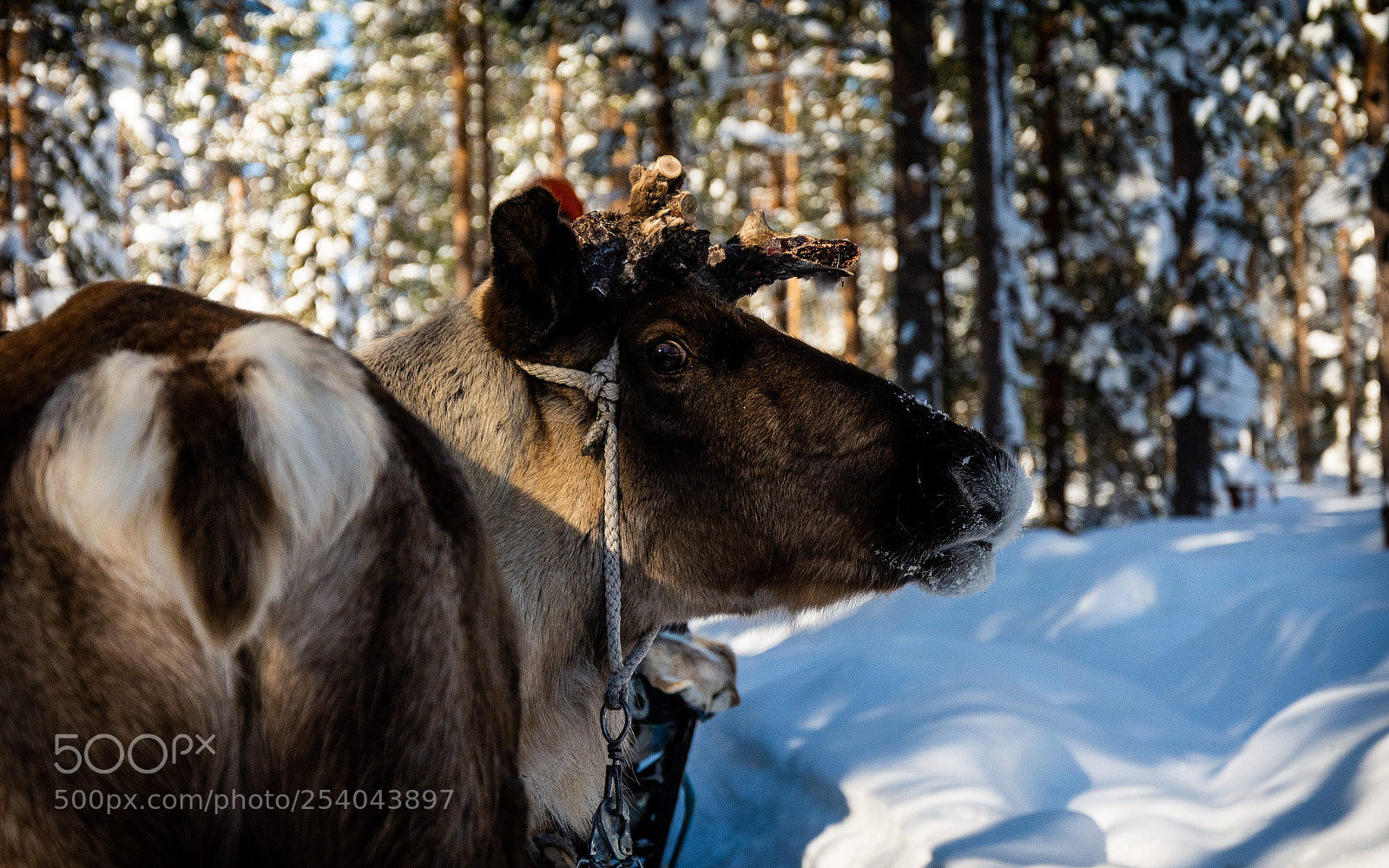 Nikon D7100 sample photo. Reindeer photography