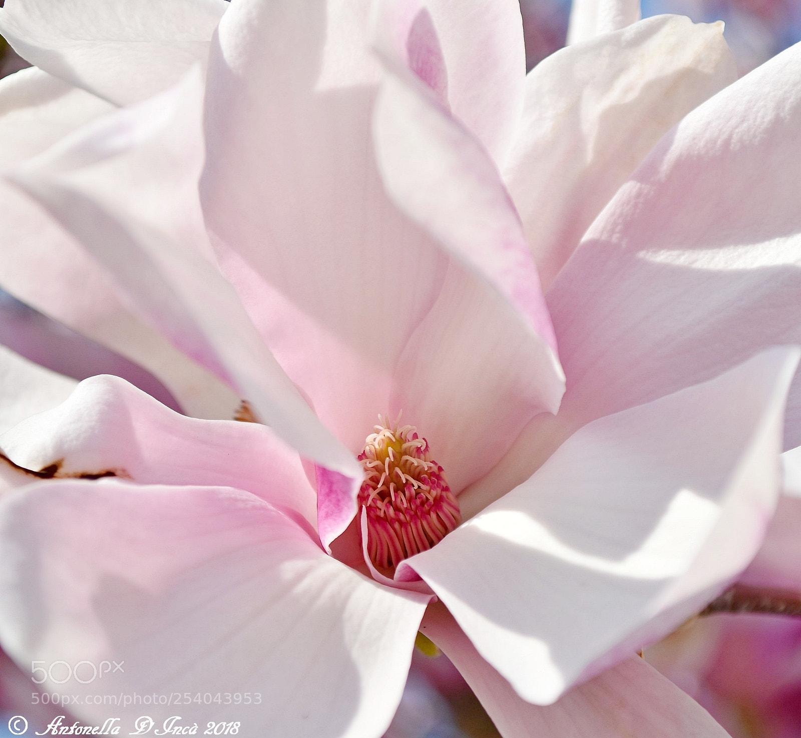 Nikon D7200 sample photo. Cuor di magnolia photography