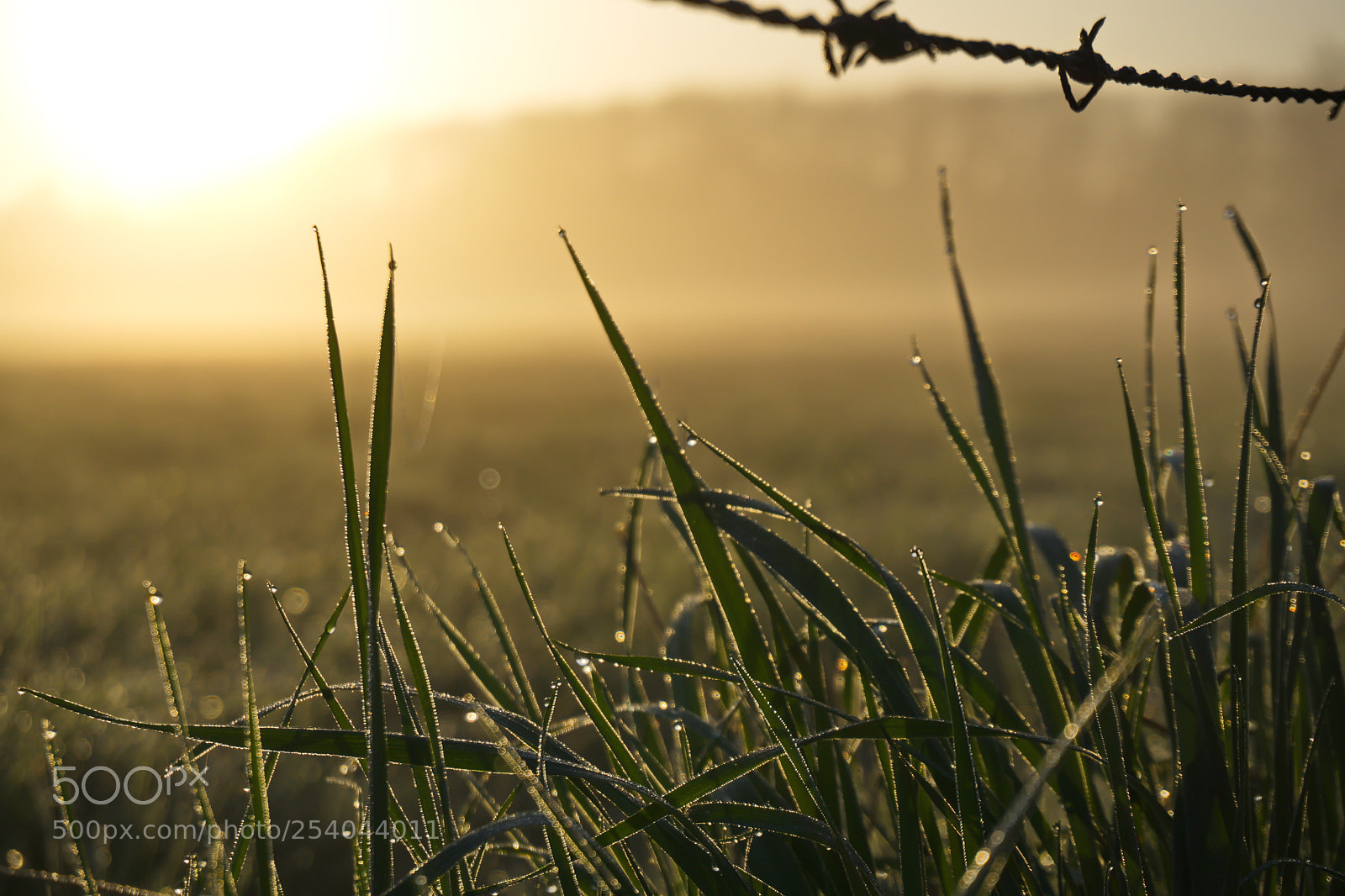 Sony a6000 sample photo. Morning sun photography
