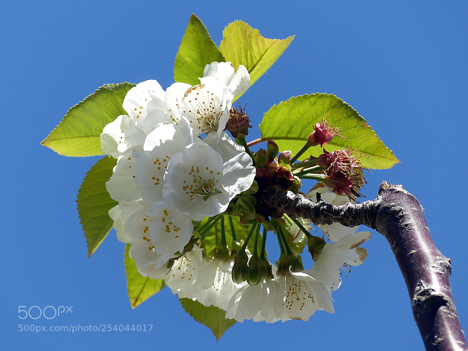 Panasonic Lumix DMC-FZ200 sample photo. Tree flowers in the photography