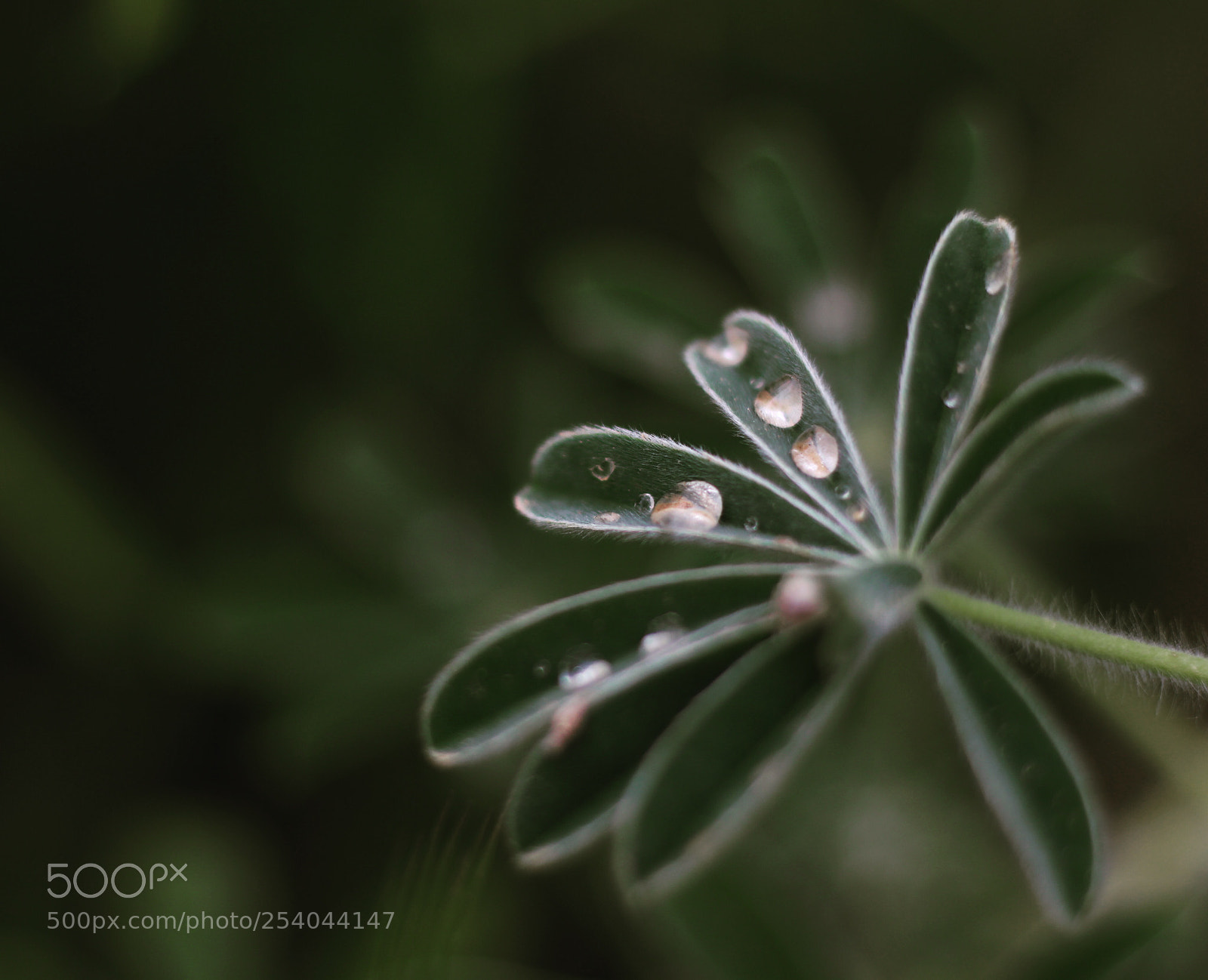Canon EOS 700D (EOS Rebel T5i / EOS Kiss X7i) sample photo. The last rain photography