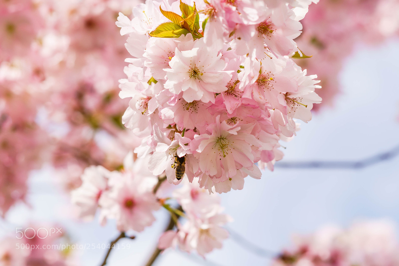 Sony a6300 sample photo. Springtime ii photography