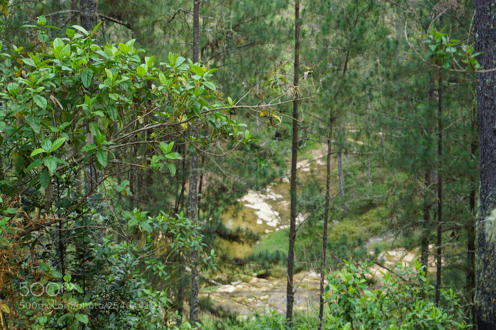 Sony a6000 sample photo. Forest photography
