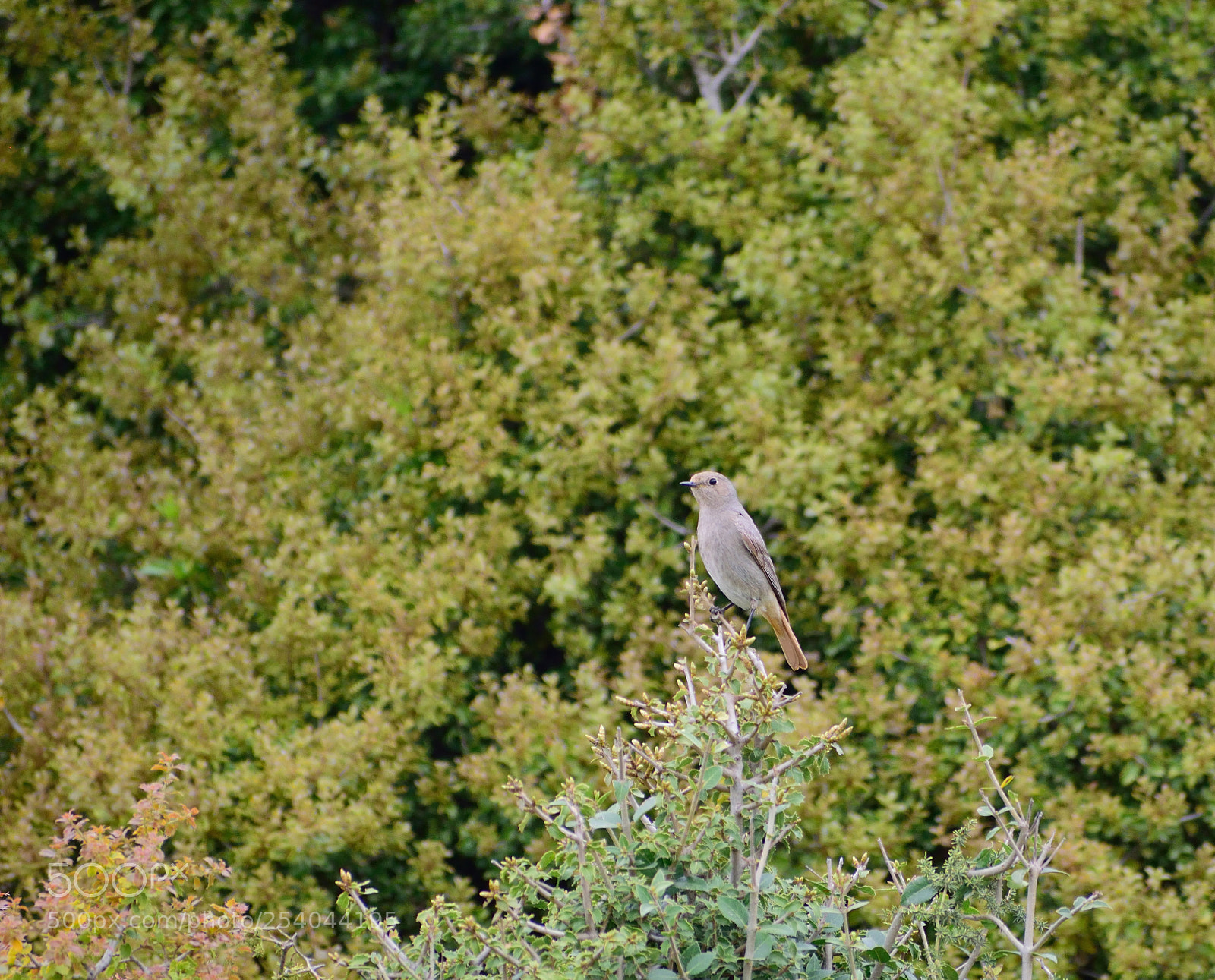 Nikon D3300 sample photo. Female redstart photography