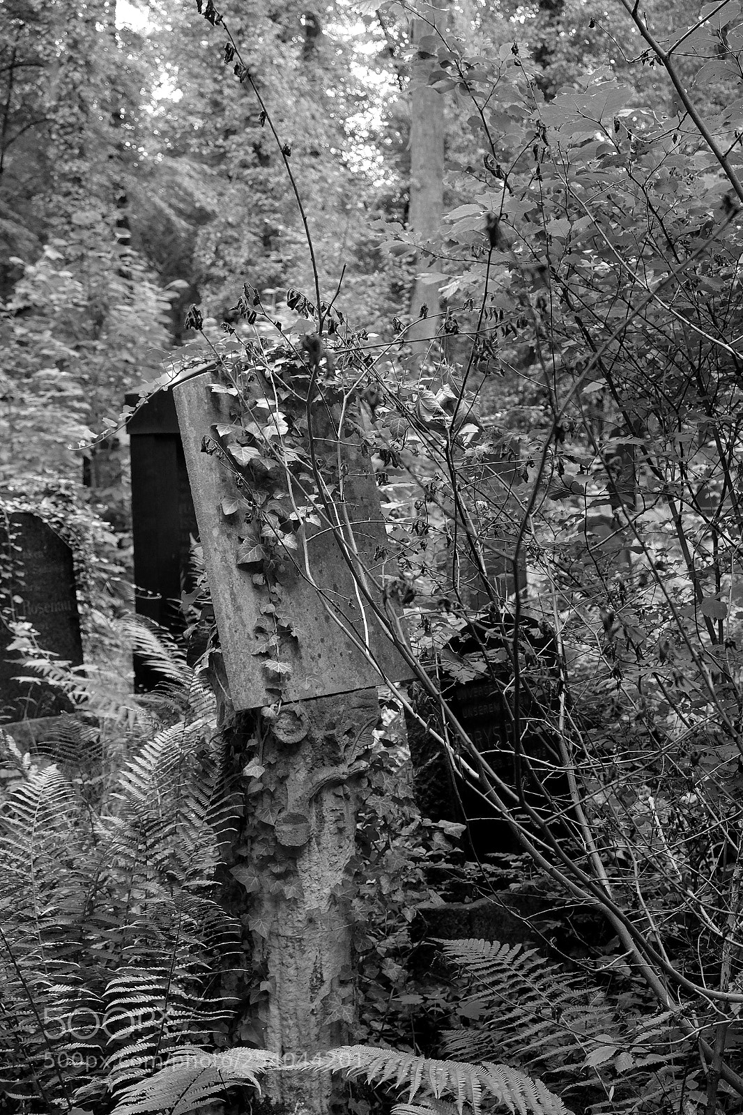 Fujifilm X-T10 sample photo. 1126.jpg photography