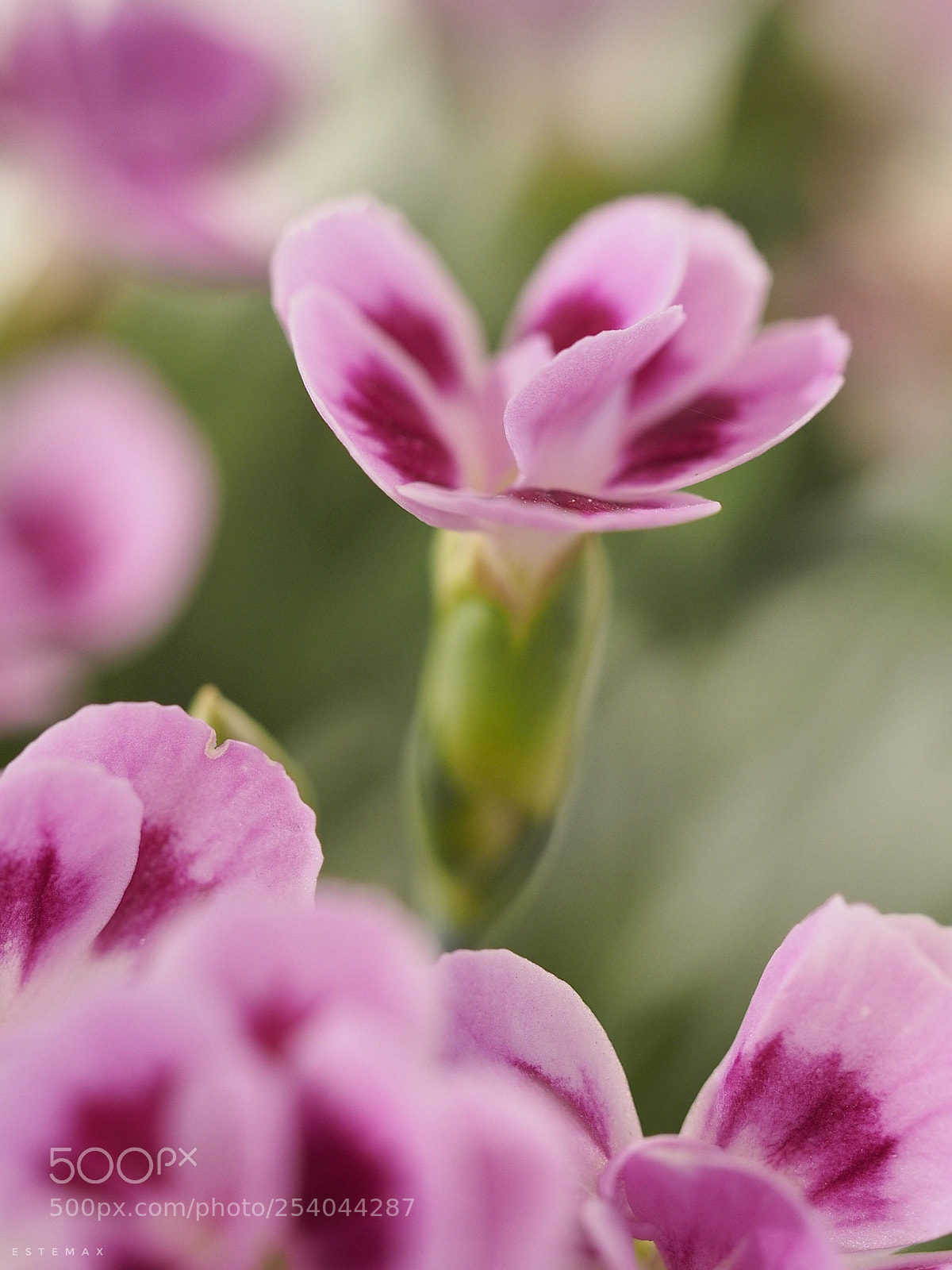 Olympus OM-D E-M1 sample photo. Such a small flower photography