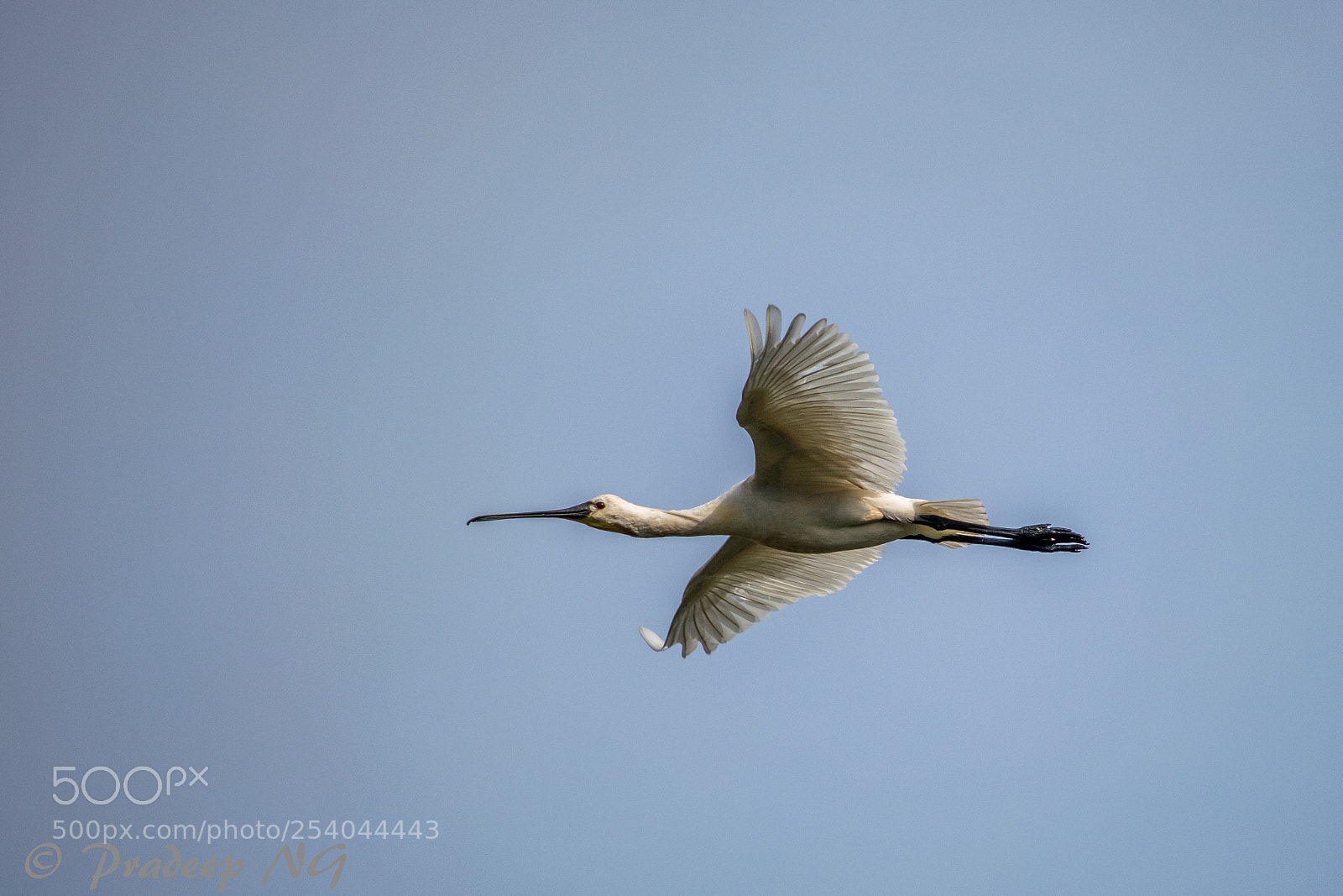 Nikon D3300 sample photo. Spoonbill photography