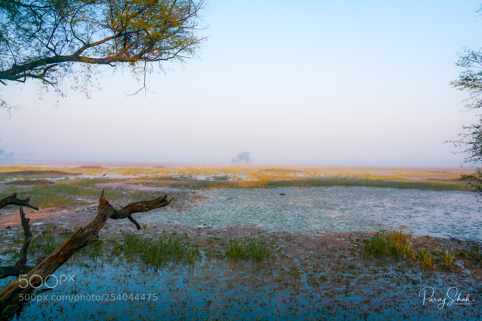 Canon EOS 1000D (EOS Digital Rebel XS / EOS Kiss F) sample photo. Bharatpur marshes photography