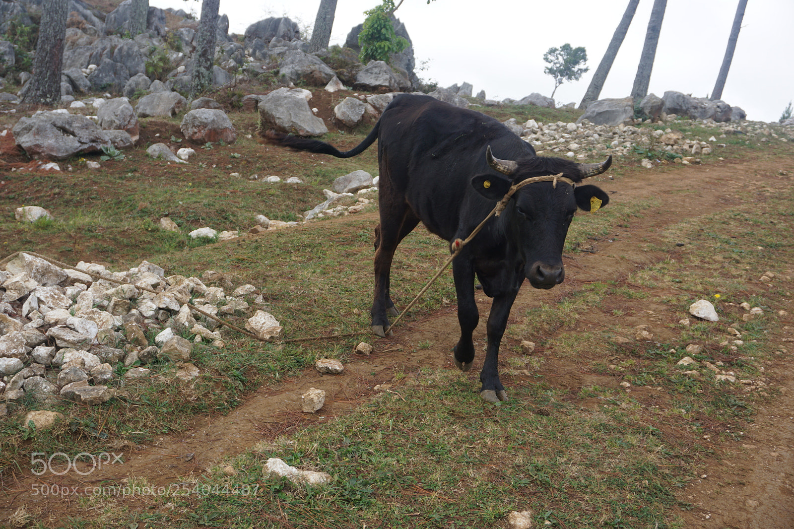 Sony a6000 sample photo. Cow photography