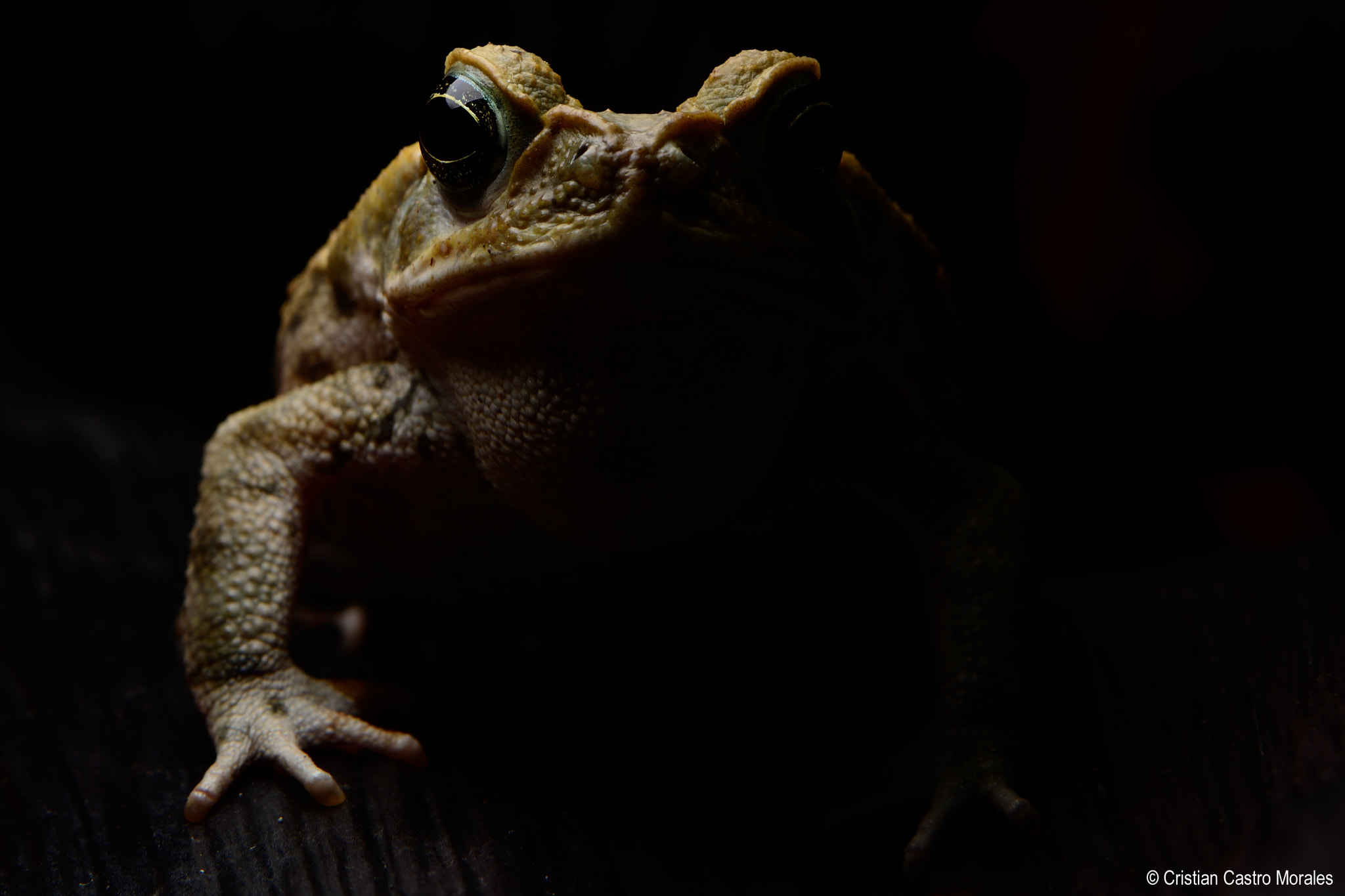 Nikon AF-S DX Micro-Nikkor 85mm F3.5G ED VR sample photo. Rhinella horribilis (cane toad) photography