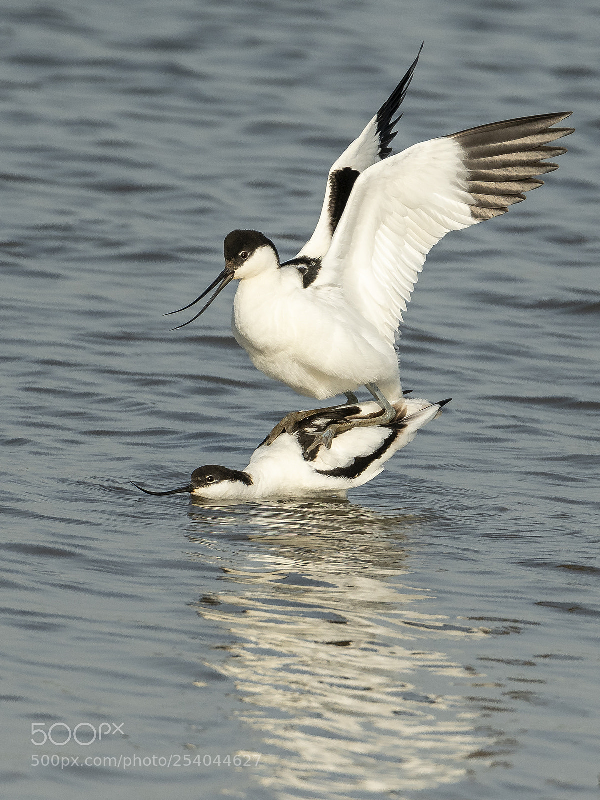 Nikon D500 sample photo. Avocets mating photography